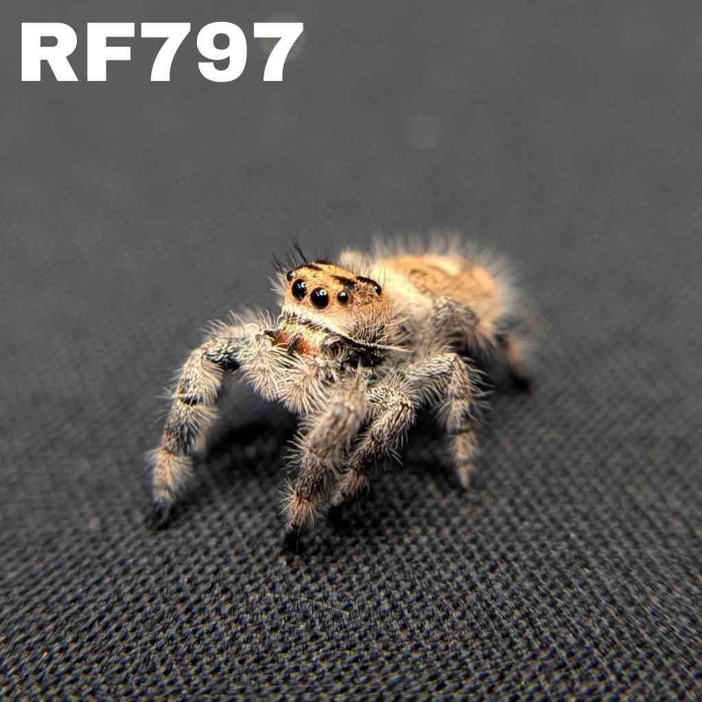 Regal Jumping Spider "Starlight"