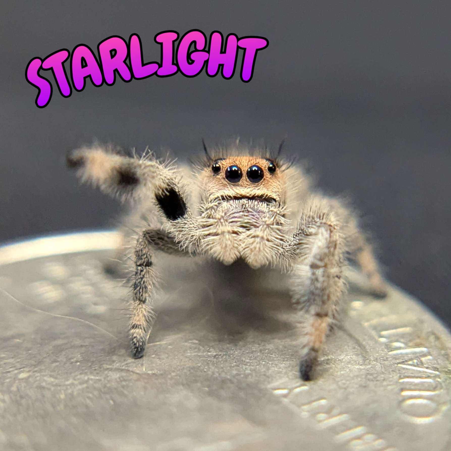 Regal Jumping Spider "Starlight"