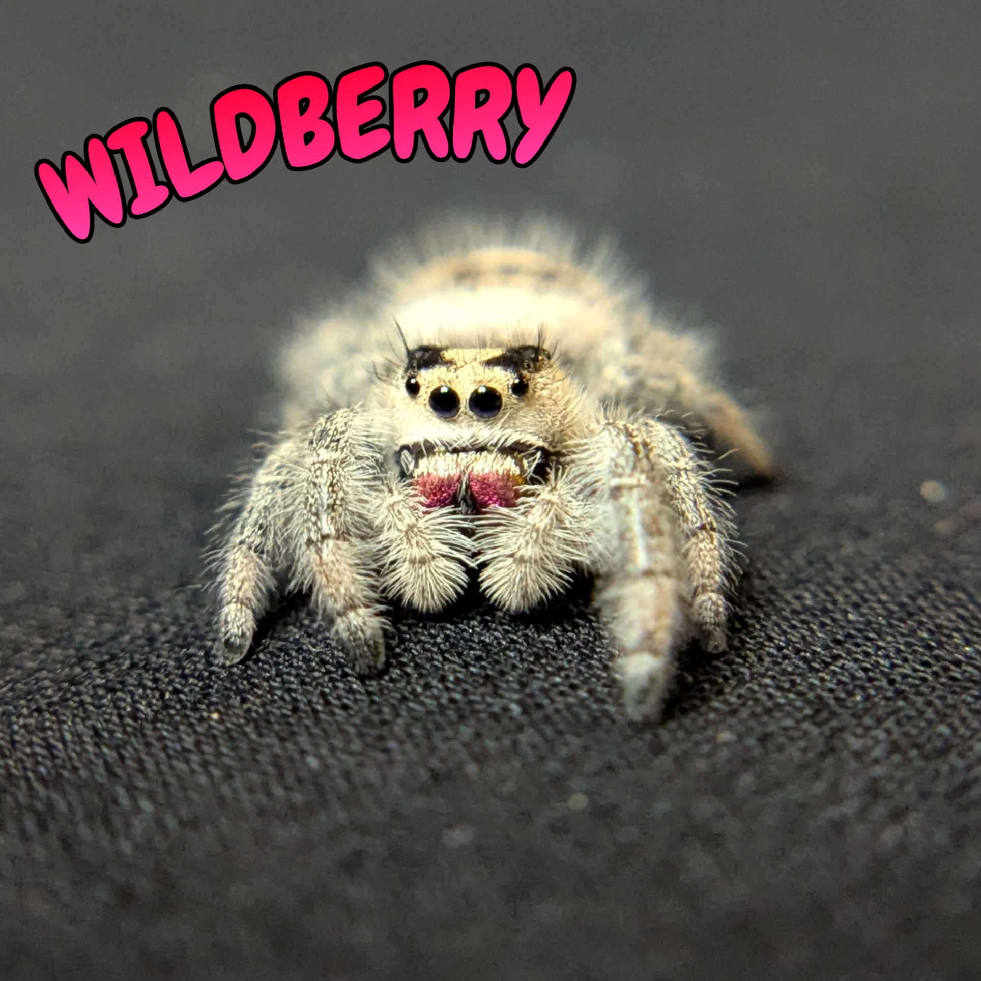 Regal Jumping Spider "Wildberry"