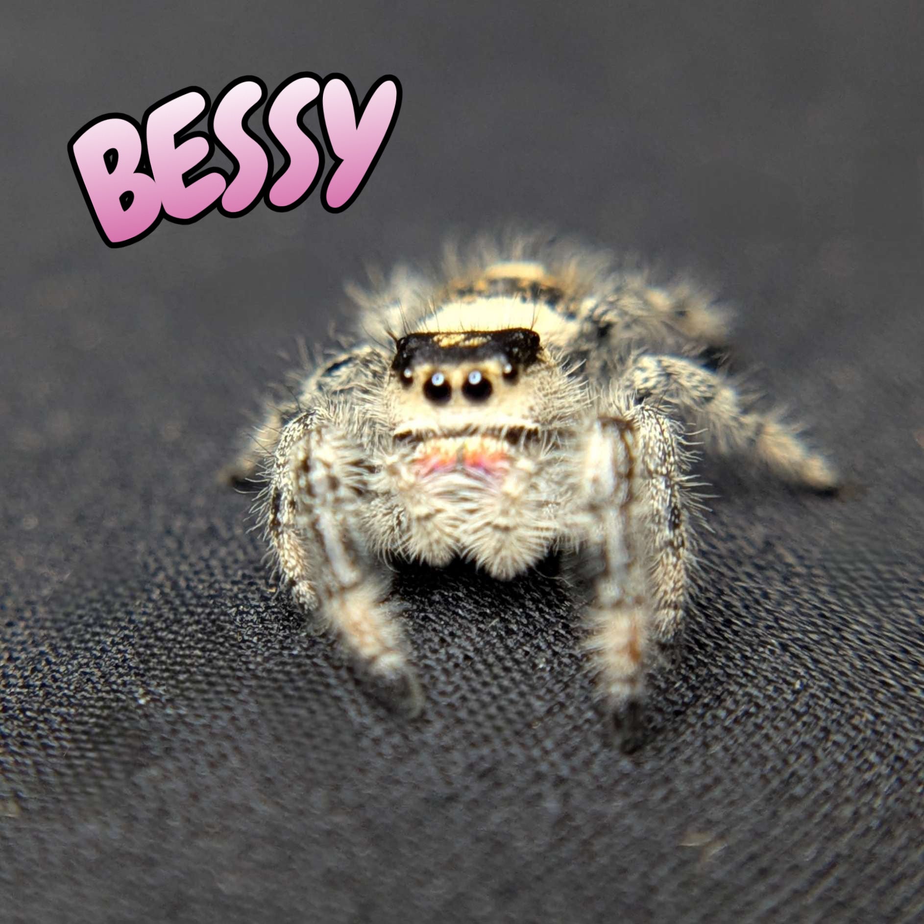 Regal Jumping Spider "Bessy"