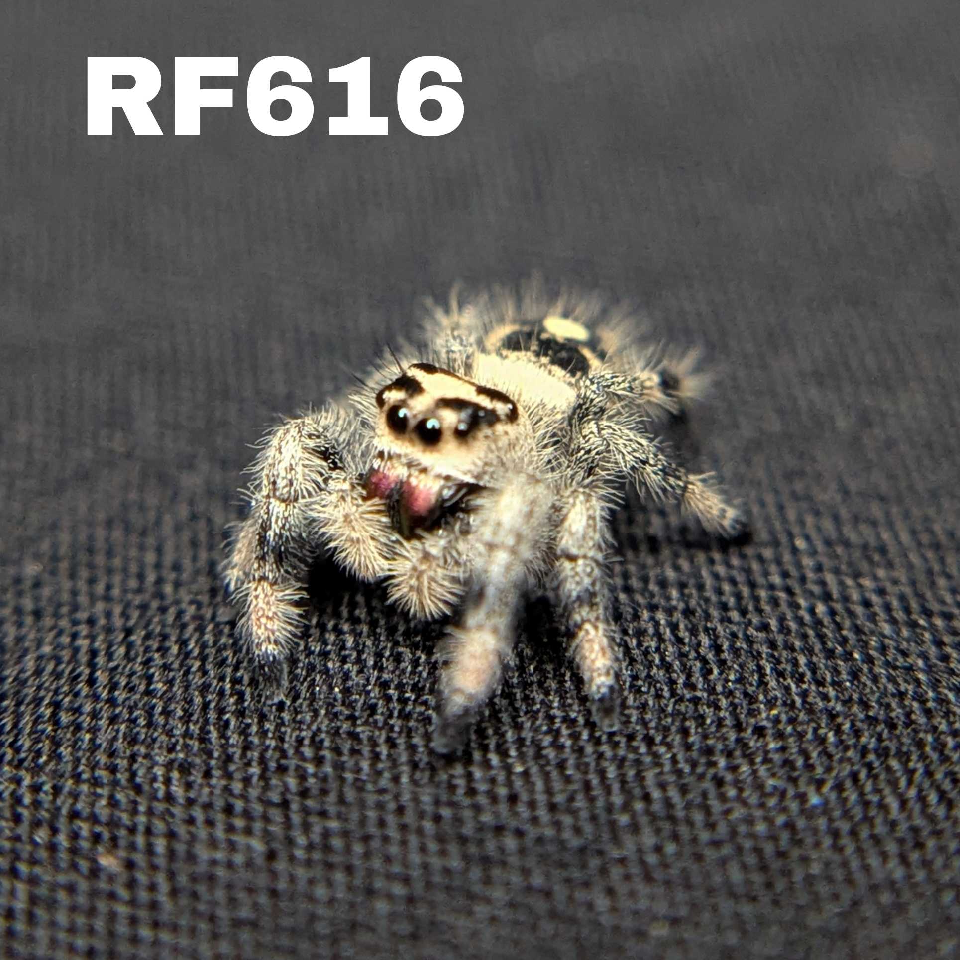 Regal Jumping Spider "Cranberry"