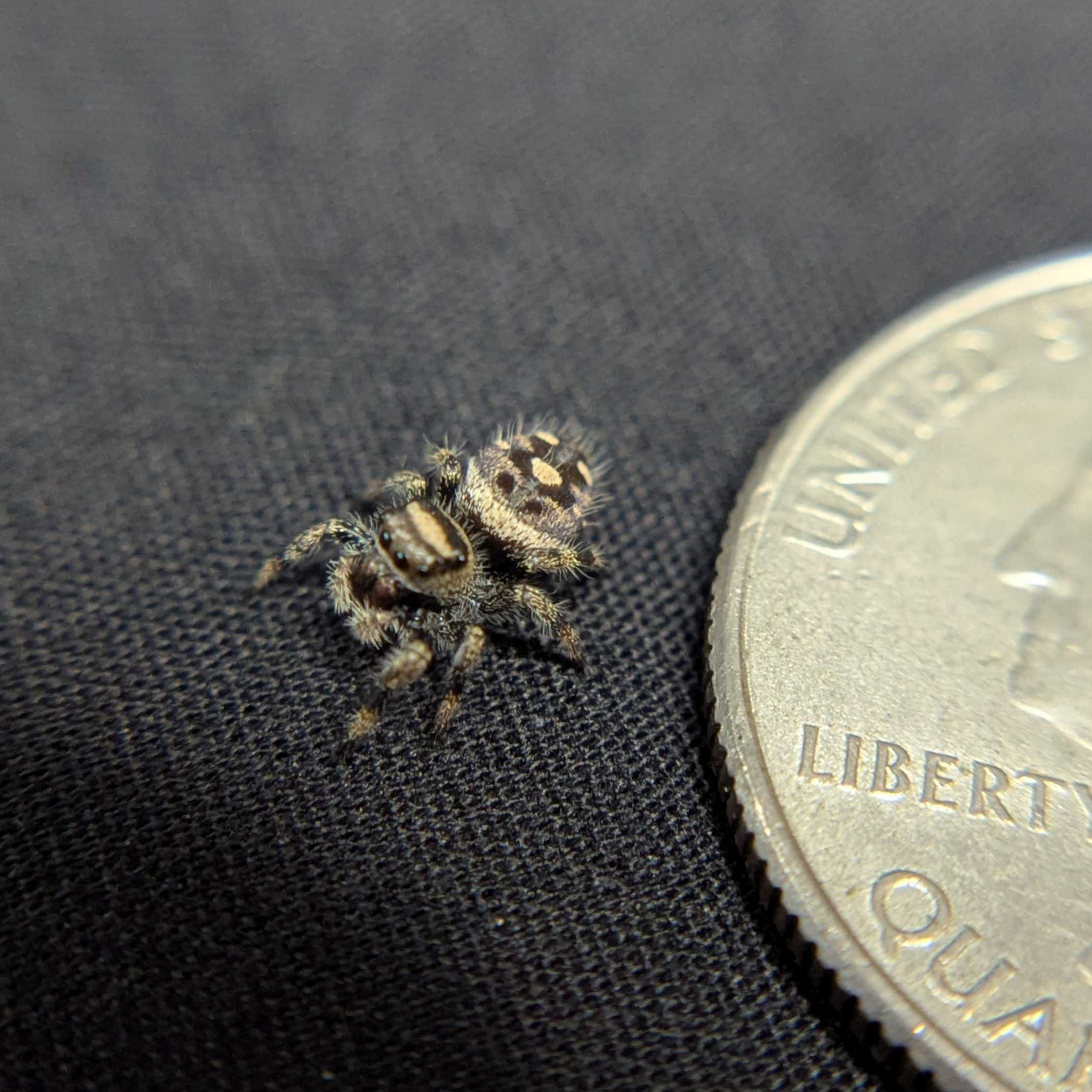 Regal Jumping Spider "Bambi"