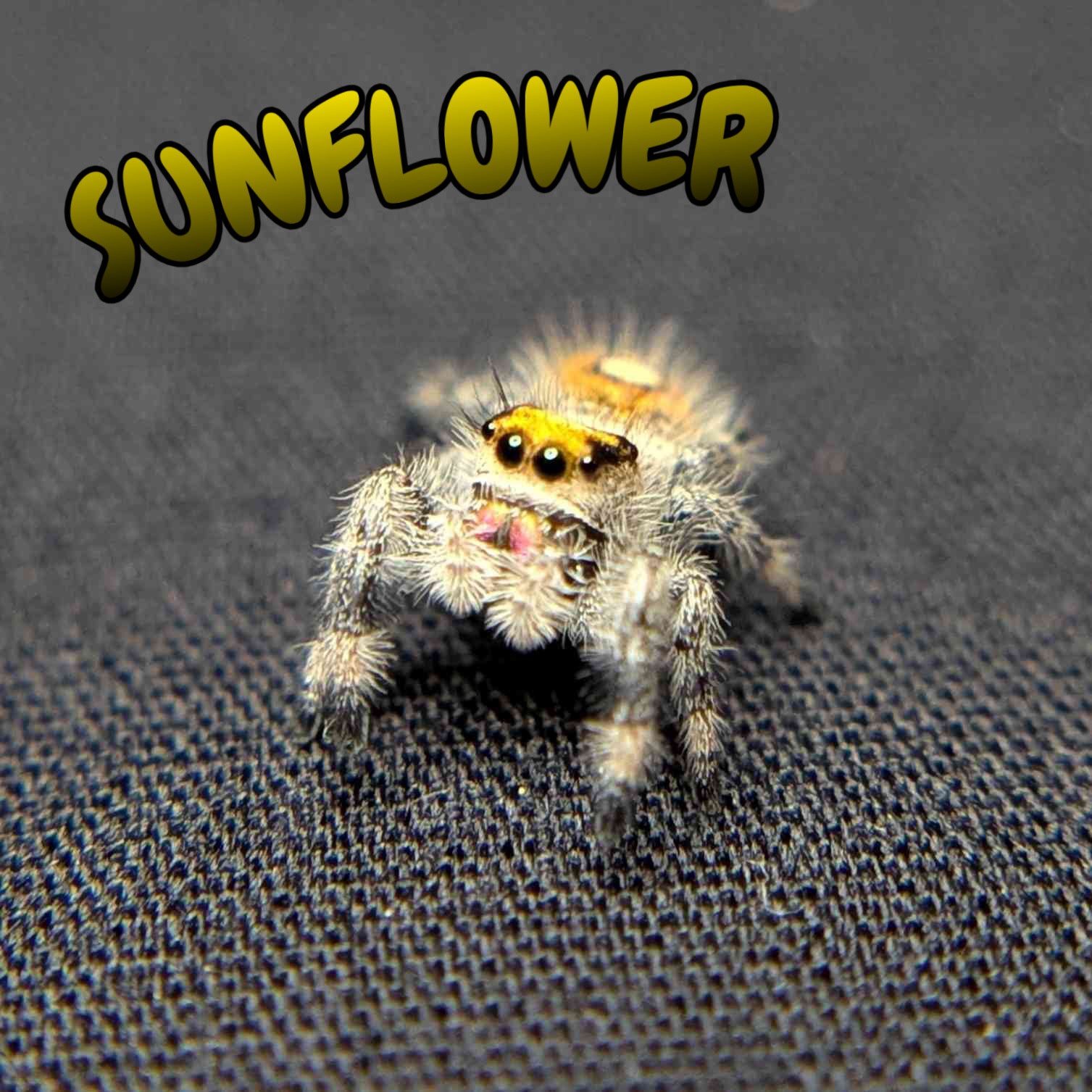 Regal Jumping Spider "Sunflower"