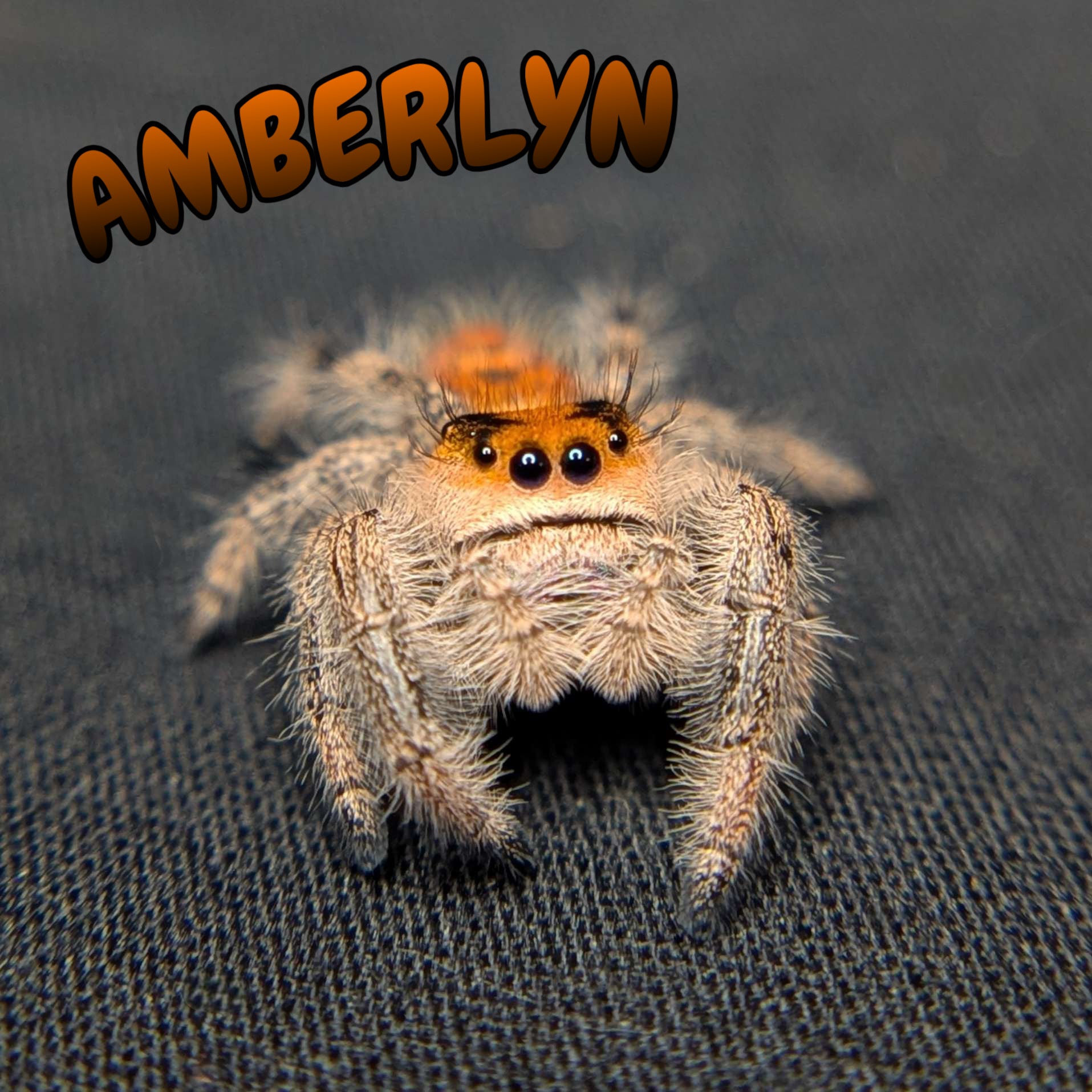 Regal Jumping Spider “Amberlyn”