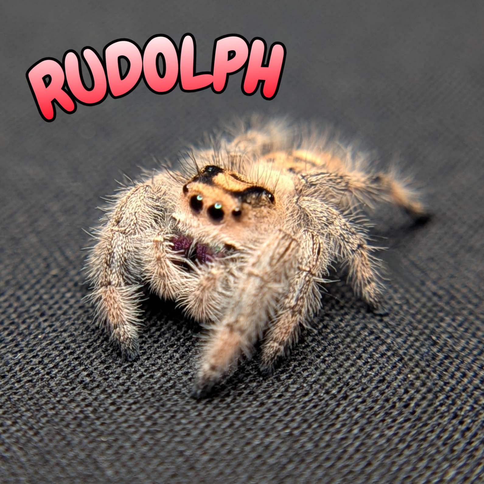 Regal Jumping Spider “Rudolph”