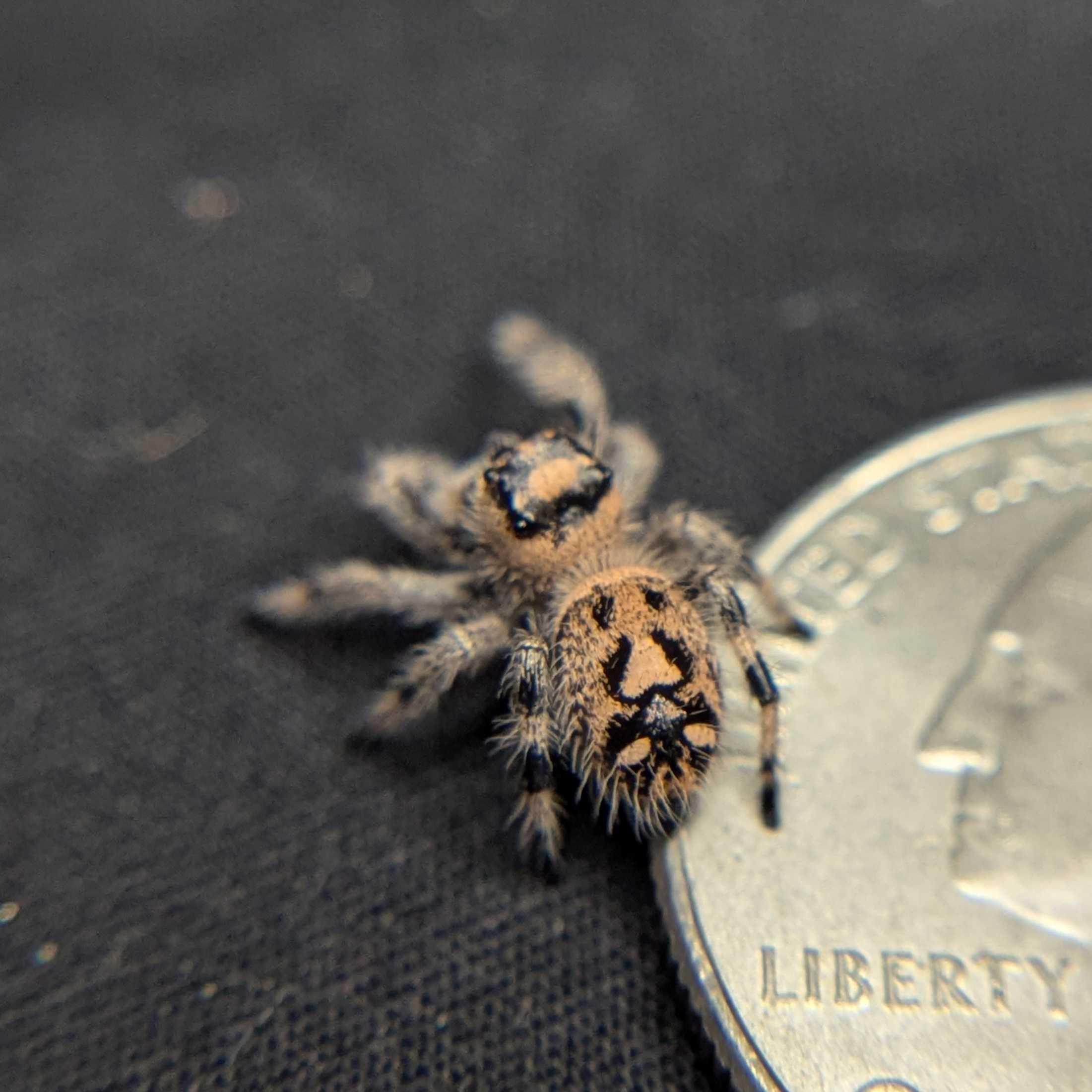 Regal Jumping Spider "Juniper"