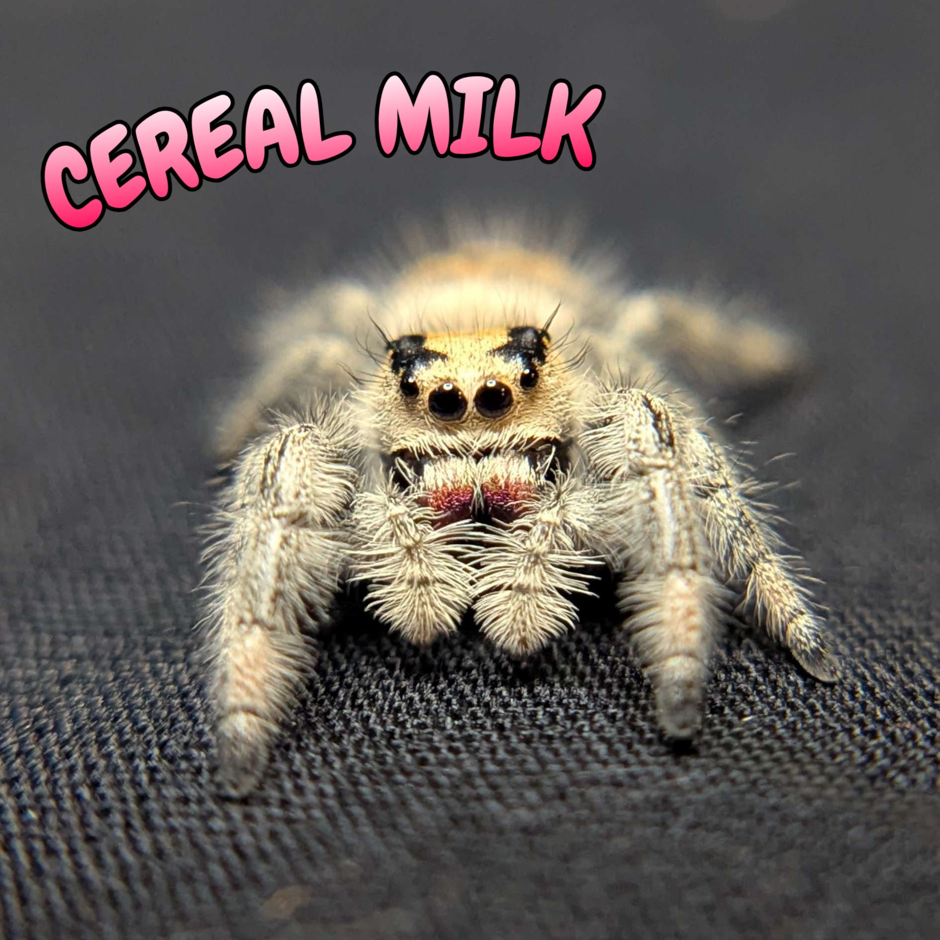 Regal Jumping Spider “Cereal Milk”