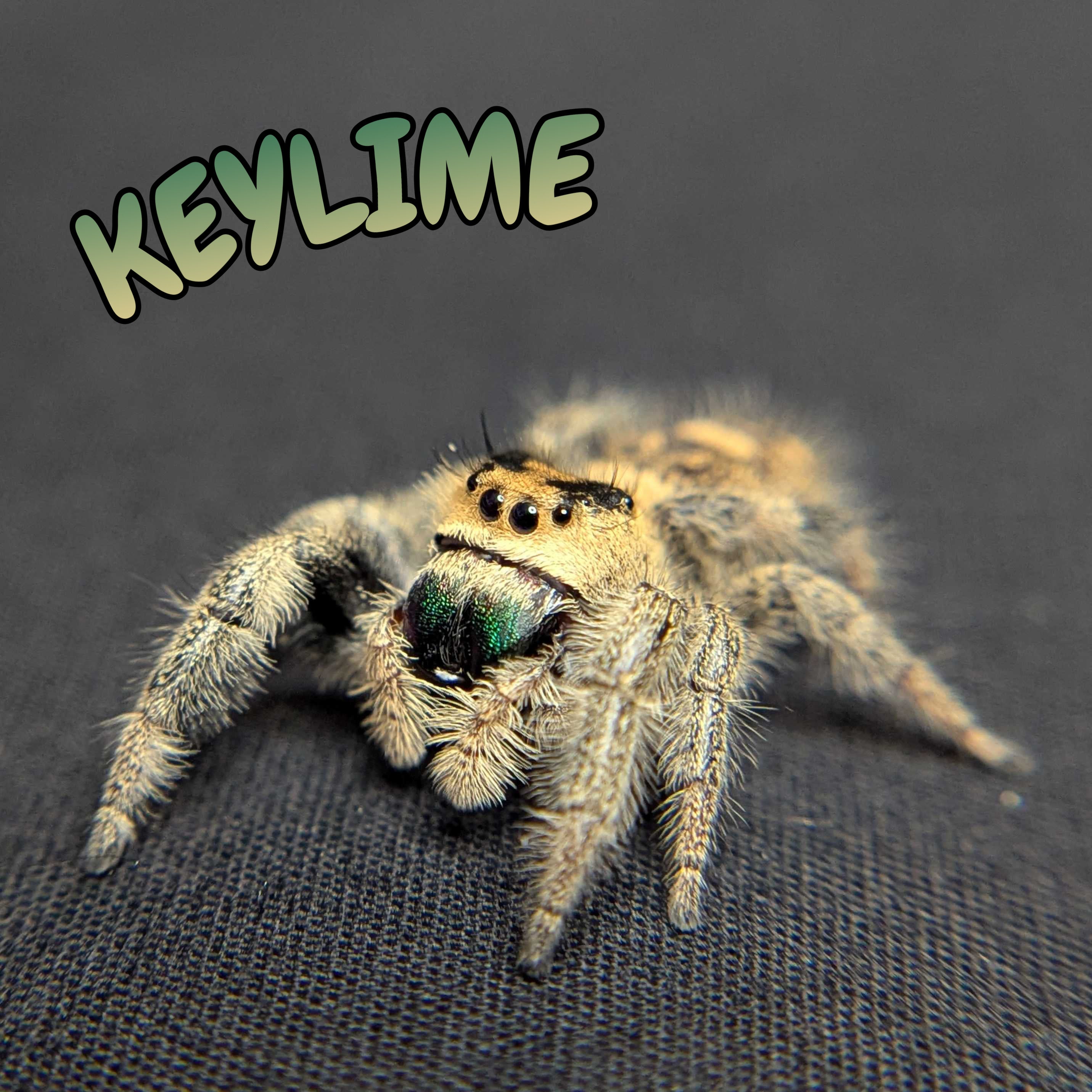 Regal Jumping Spider "Keylime"