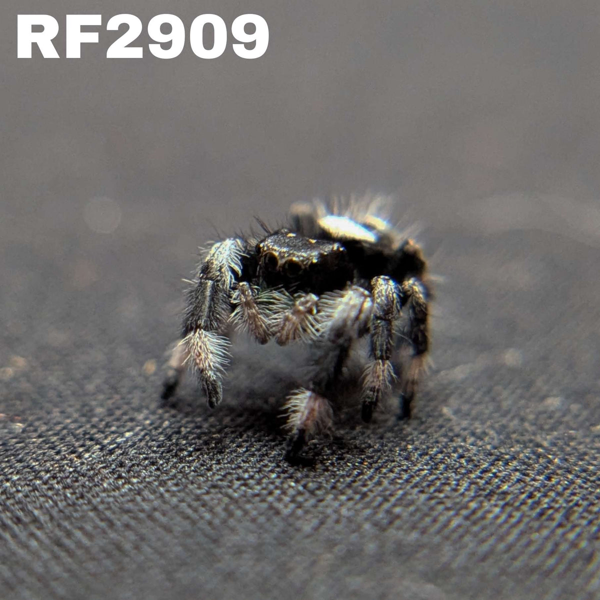 Regal Jumping Spider "Bubbles" FUSED SPOT