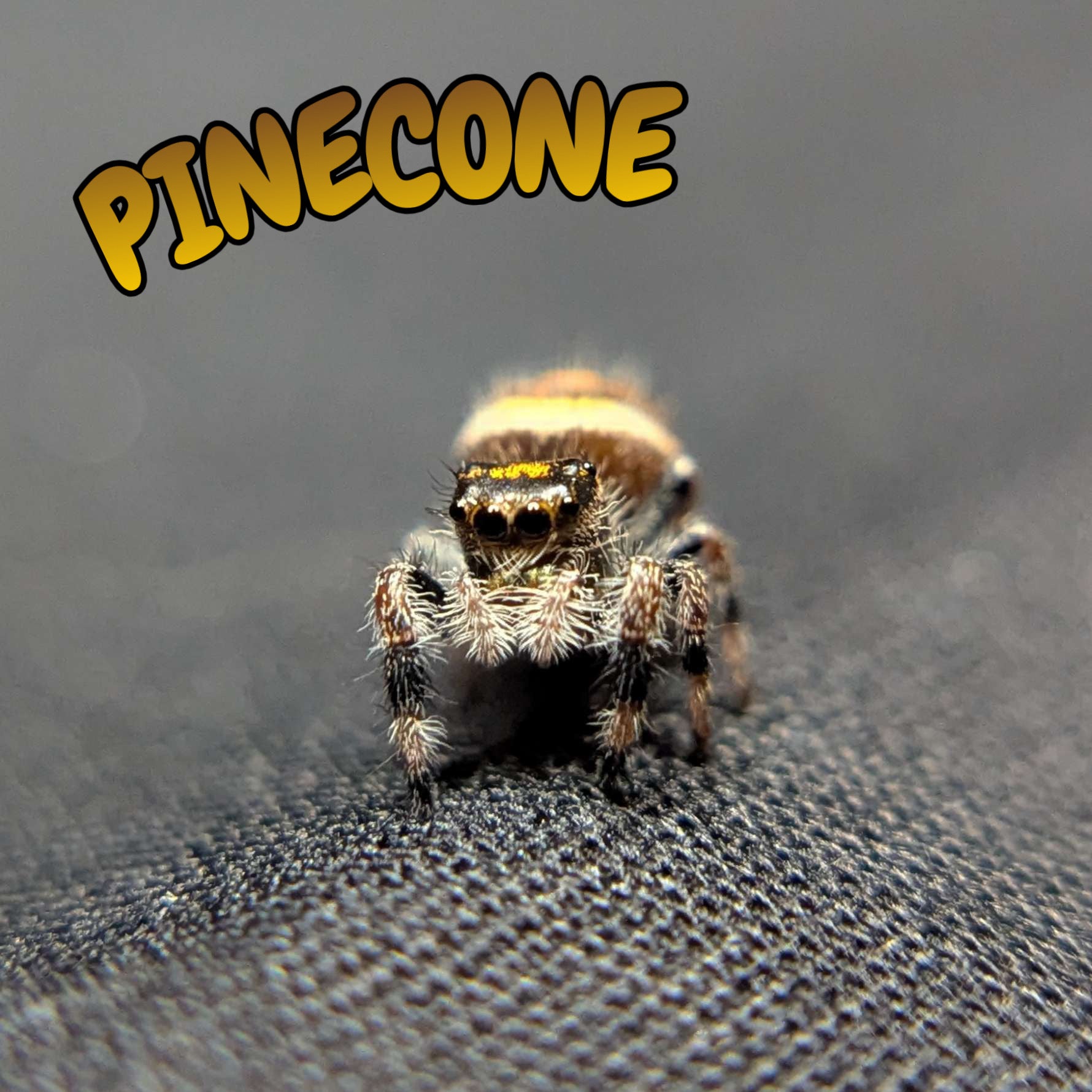 Regal Jumping Spider "Pinecone"