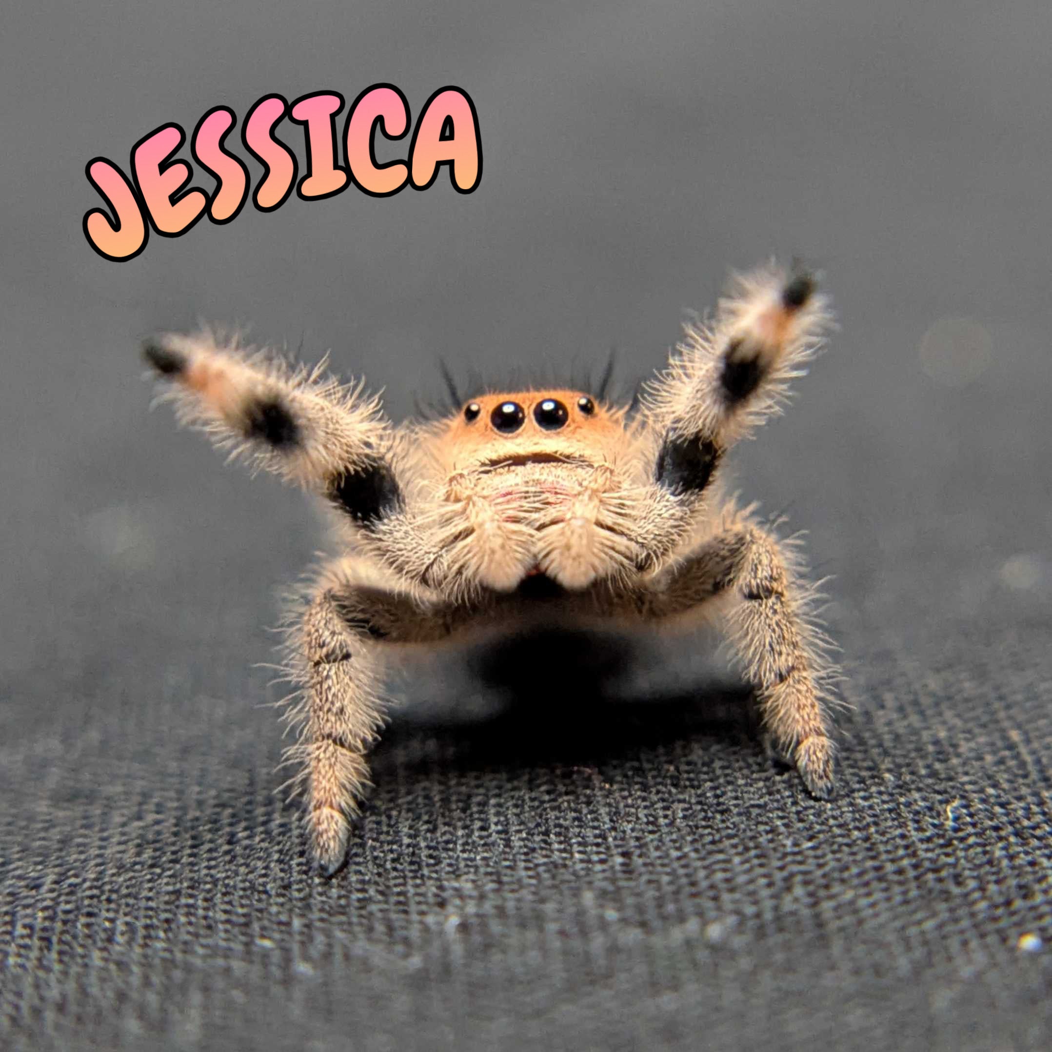 Regal Jumping Spider "Jessica"