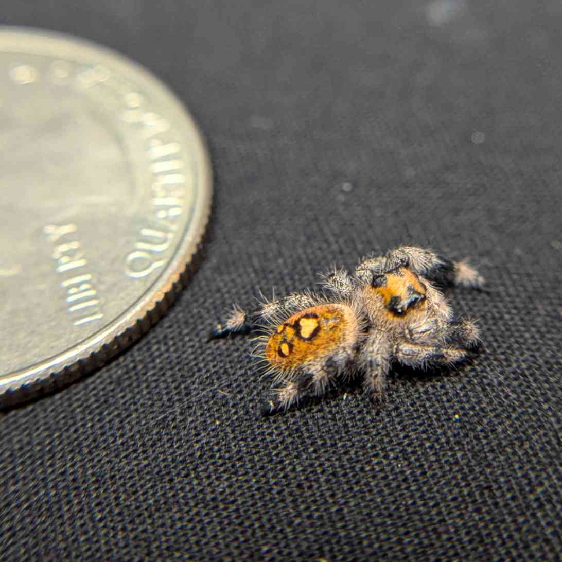 Regal Jumping Spider "Raspberry"