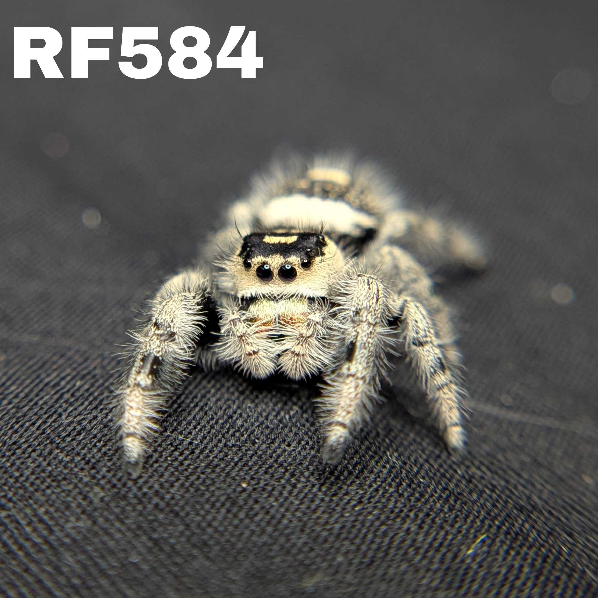 Regal Jumping Spider "Honey Bun"
