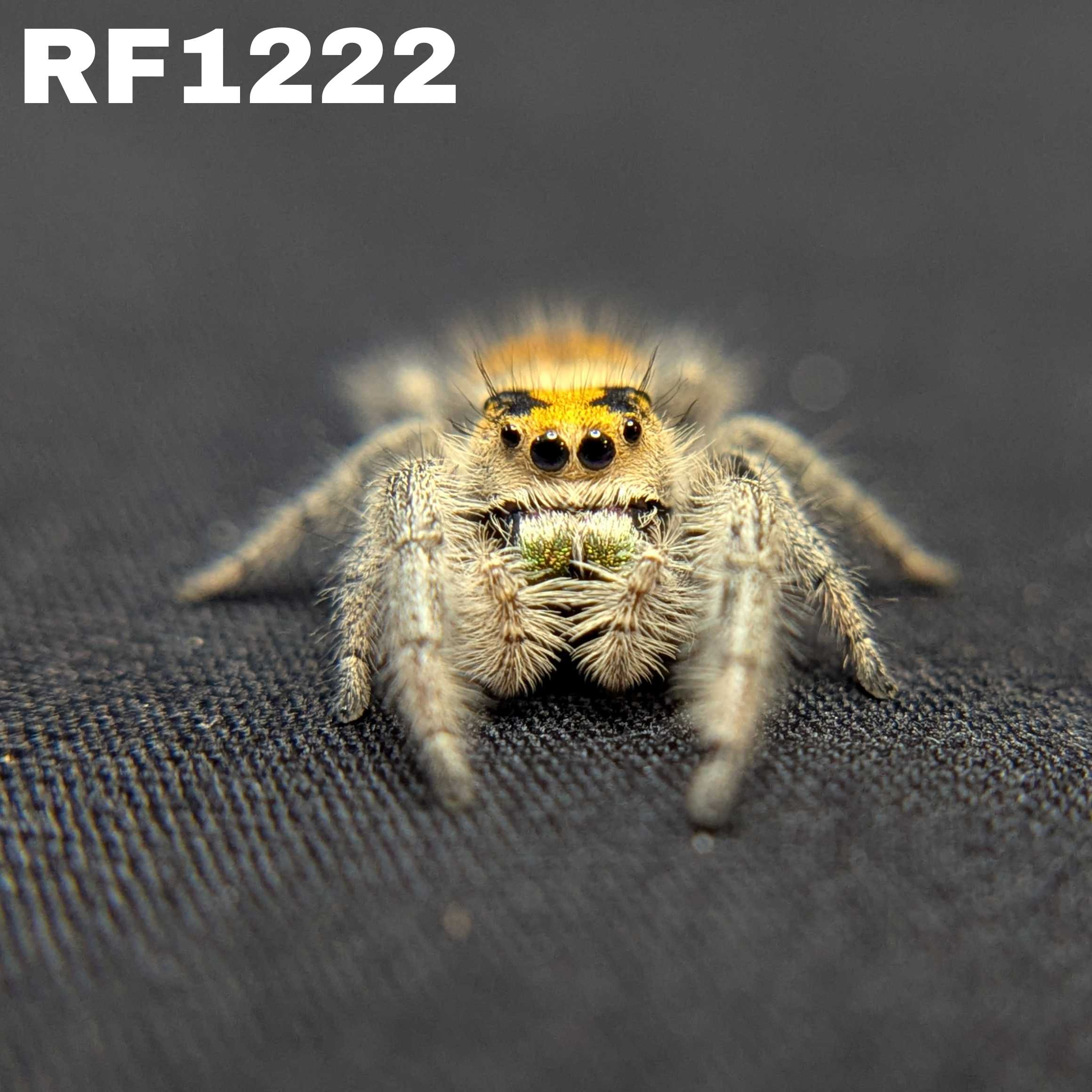 Regal Jumping Spider “Spongecake”