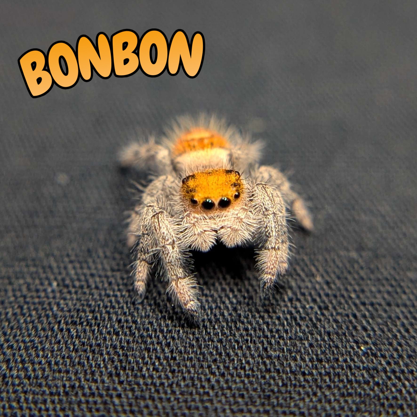 Regal Jumping Spider “Bonbon”
