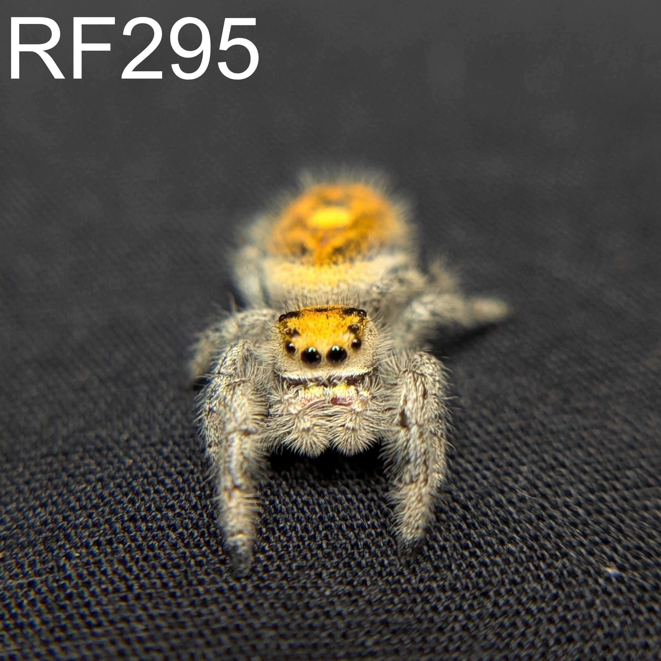 Regal Jumping Spider "Sahara"