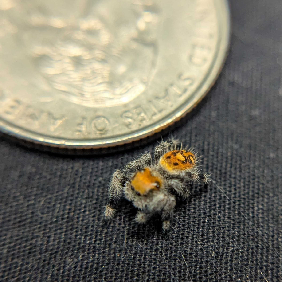 Regal Jumping Spider "Sunrise"