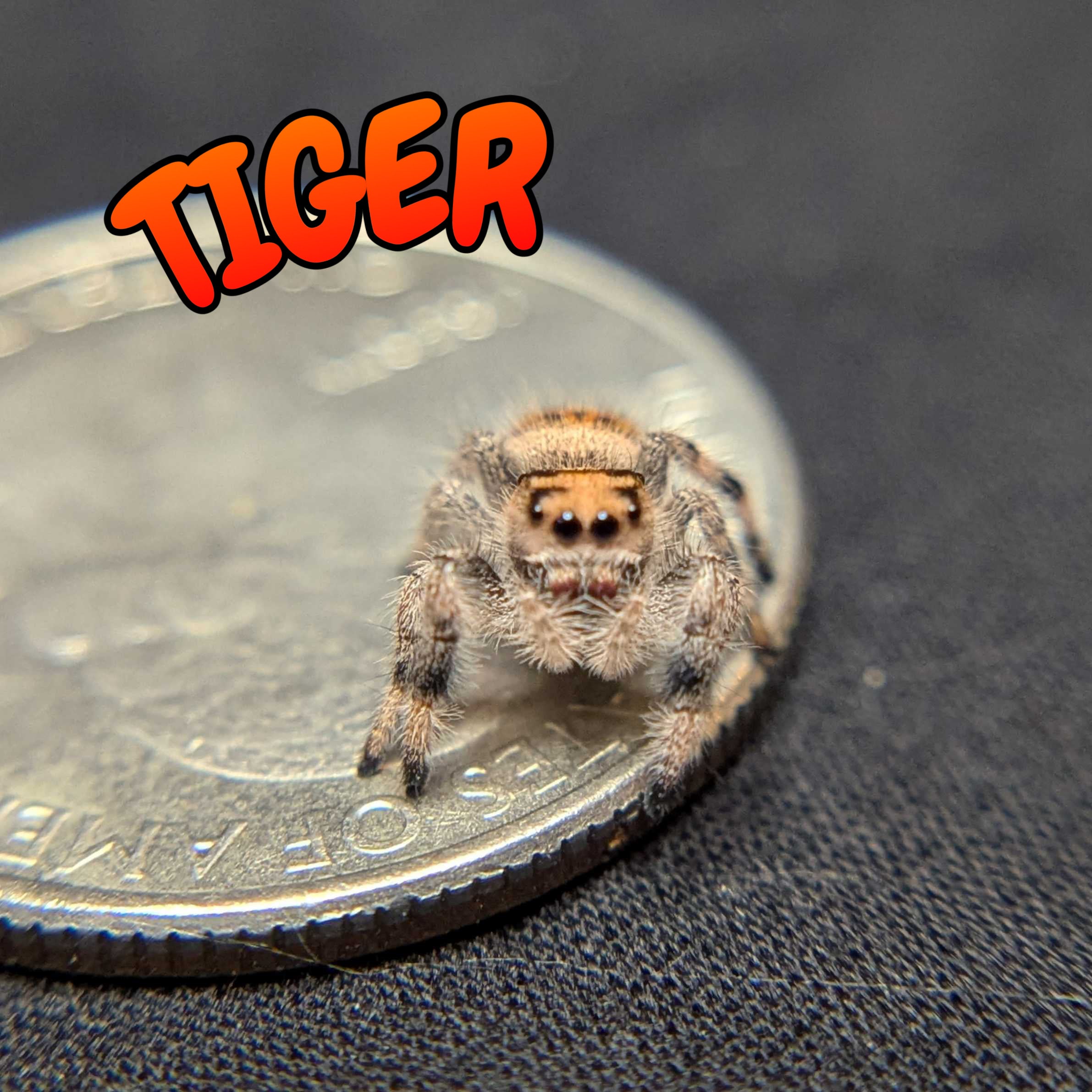 Female Regal Jumping Spider Tiger