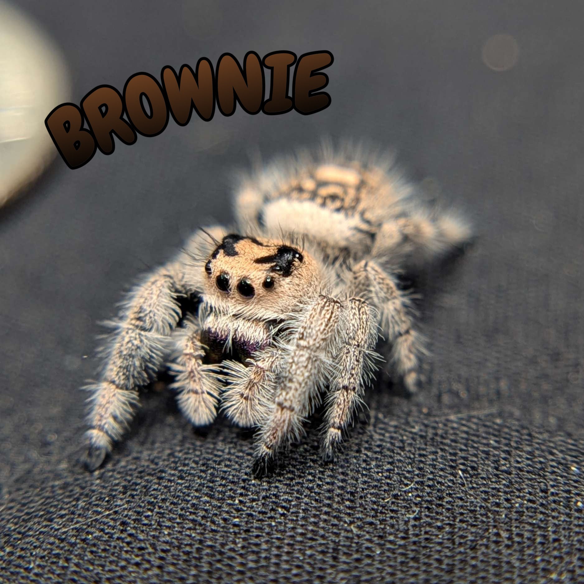 Female Regal Jumping Spider Brownie