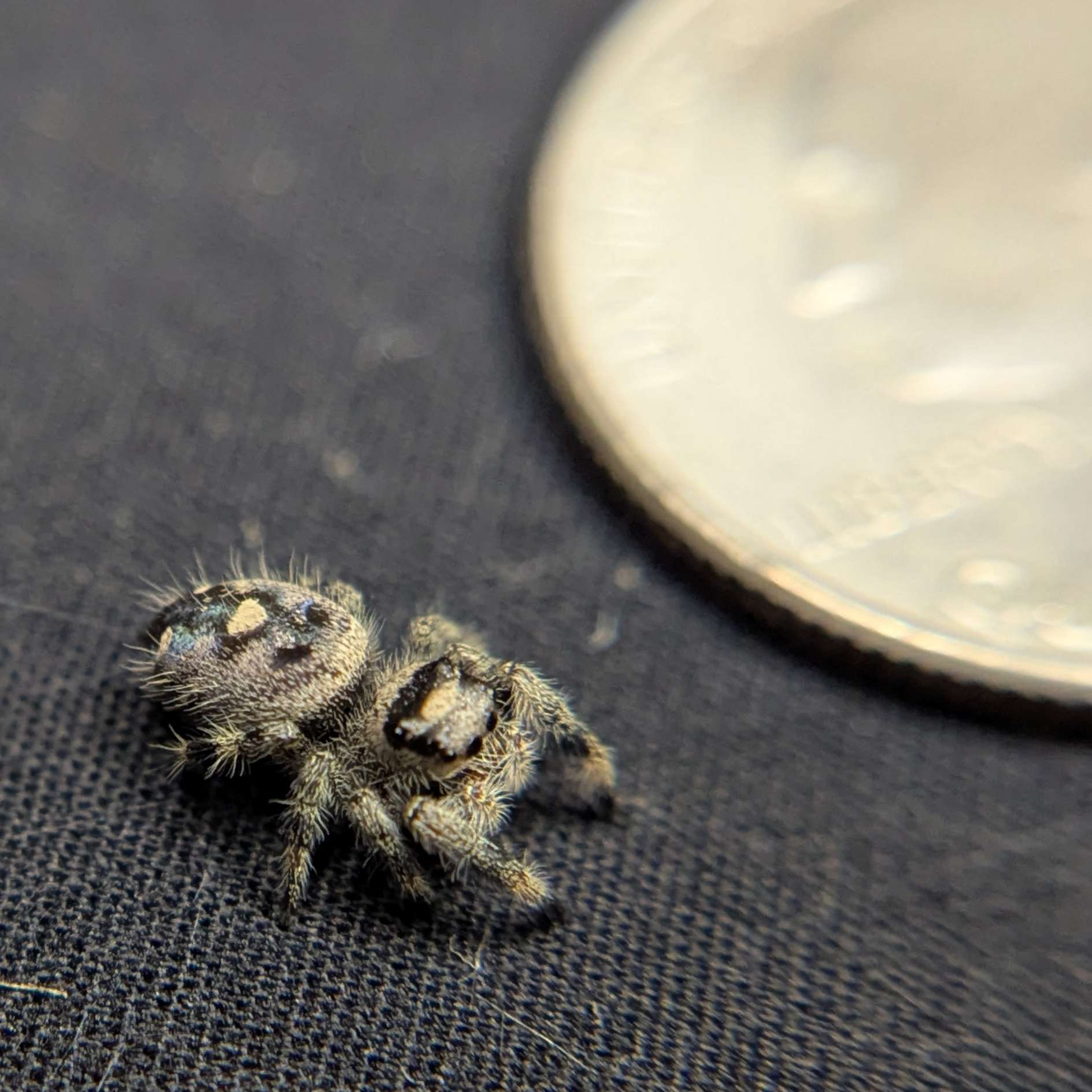 Regal Jumping Spider "Wheat"