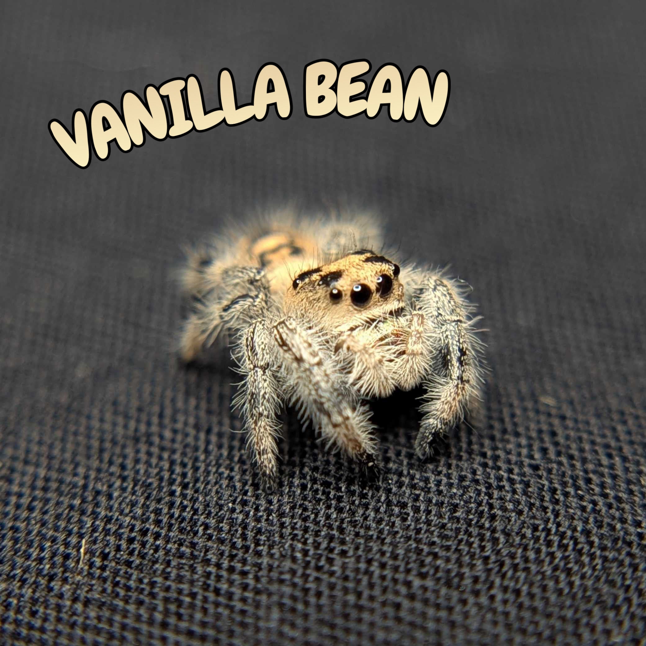 Regal Jumping Spider "Vanilla Bean”