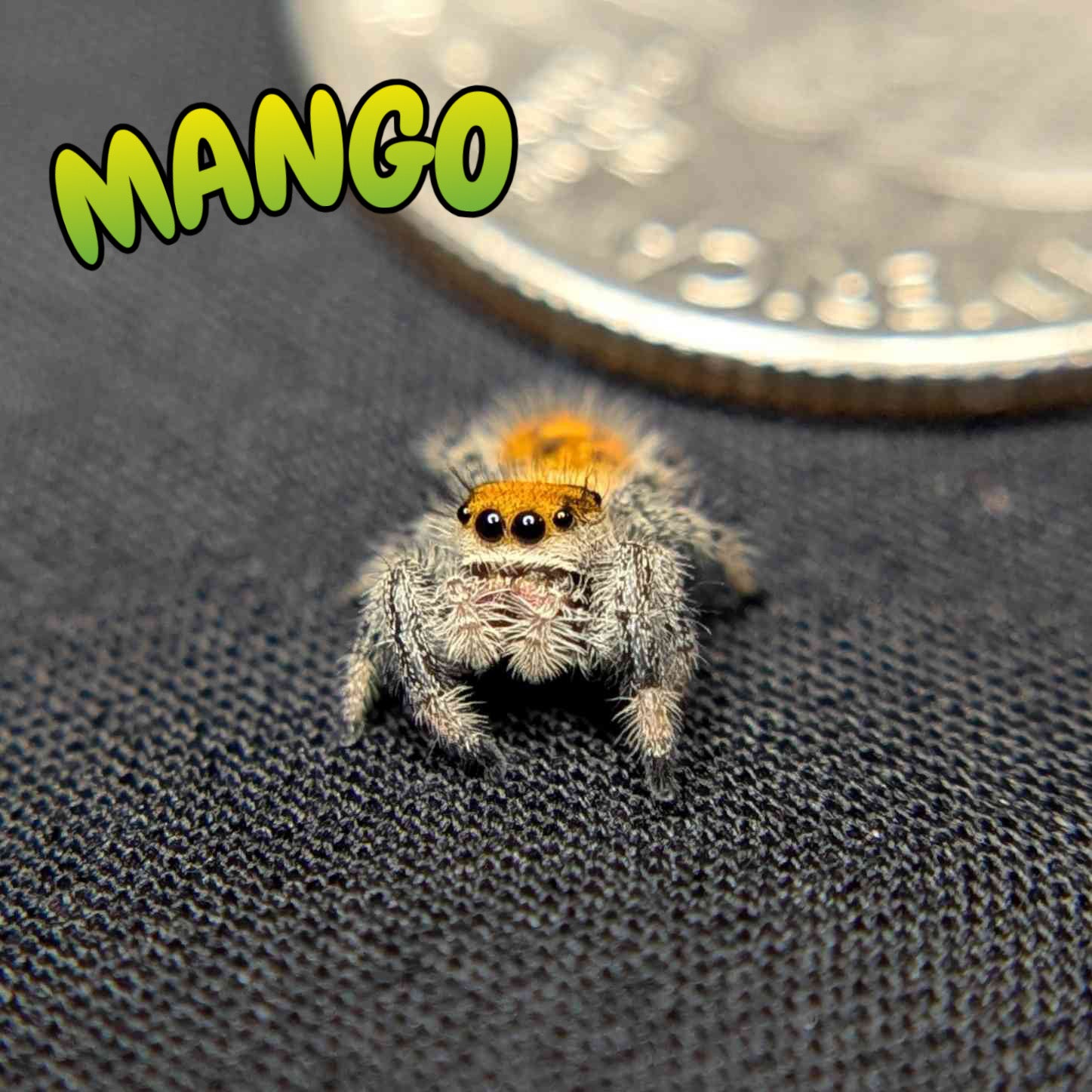 Regal Jumping Spider "Mango"