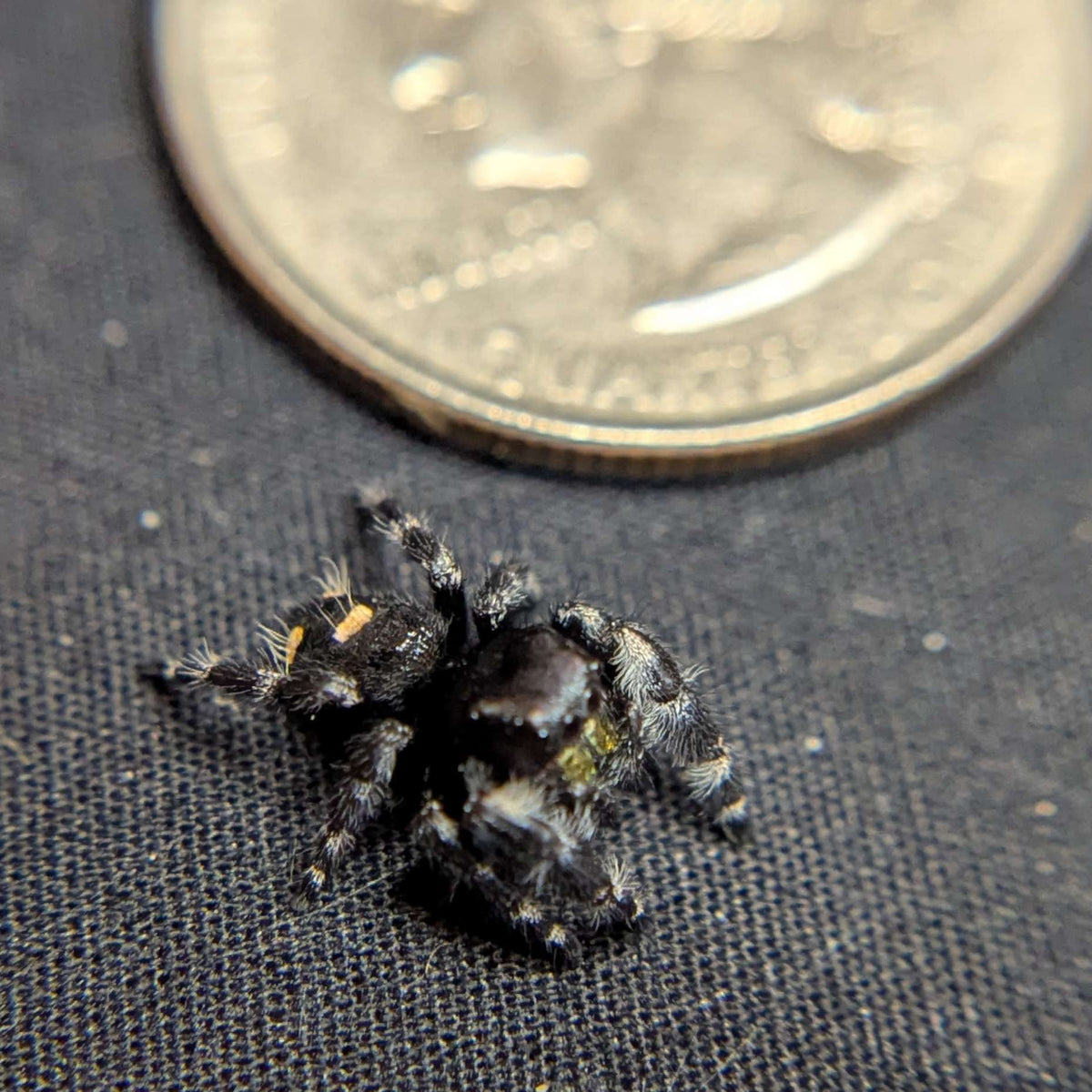 Audax Jumping Spider “George”