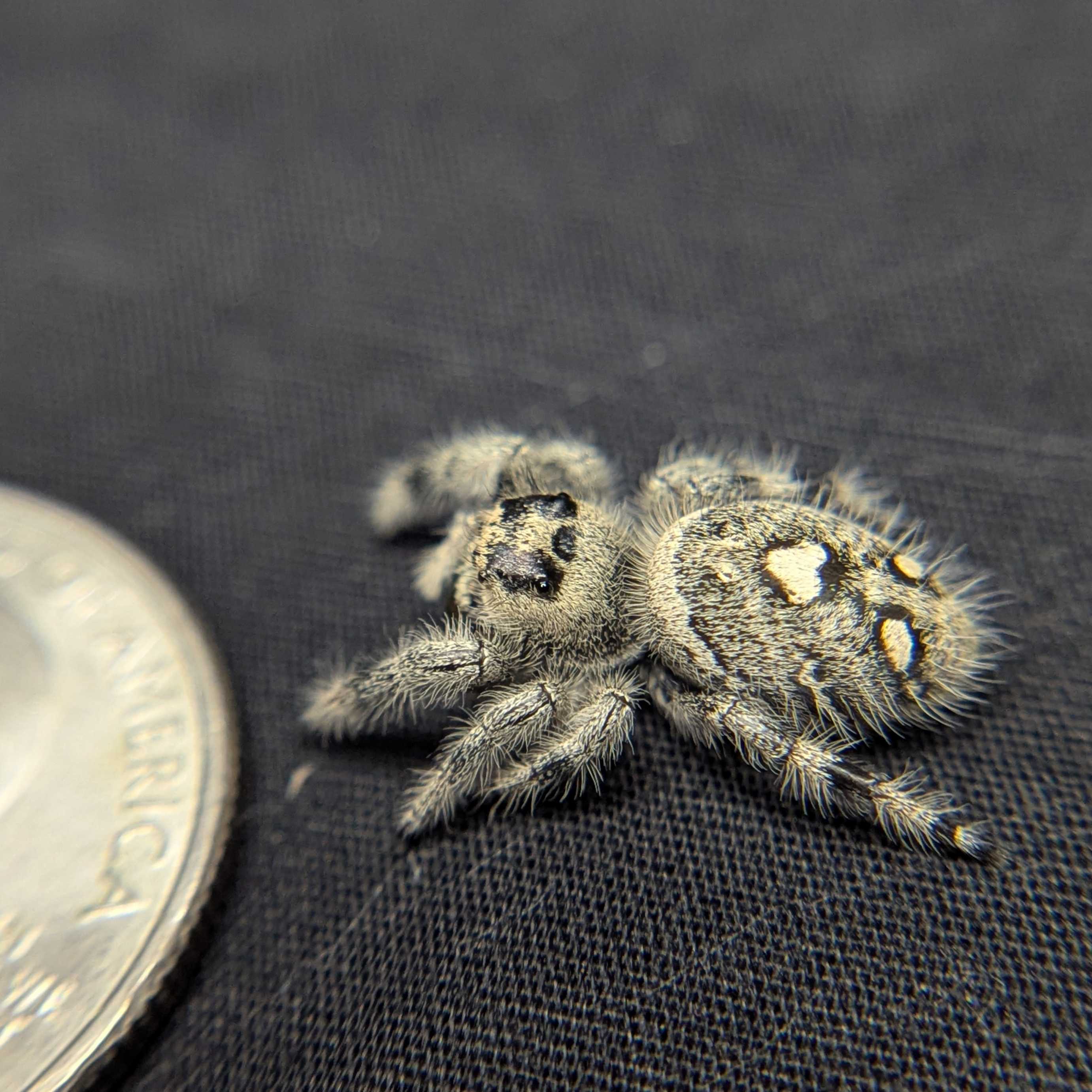 Regal Jumping Spider “Sprite”
