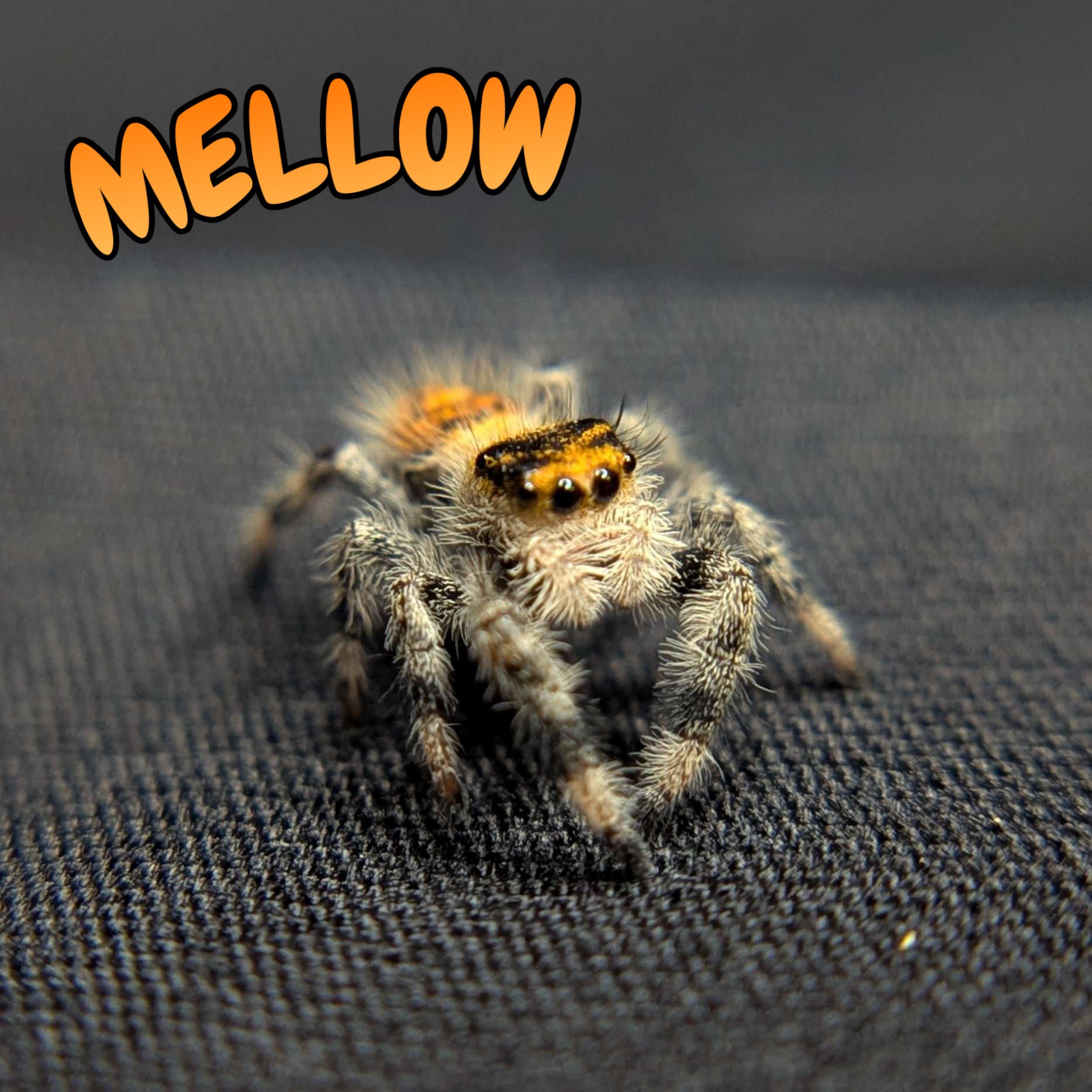 Regal Jumping Spider "Mellow"