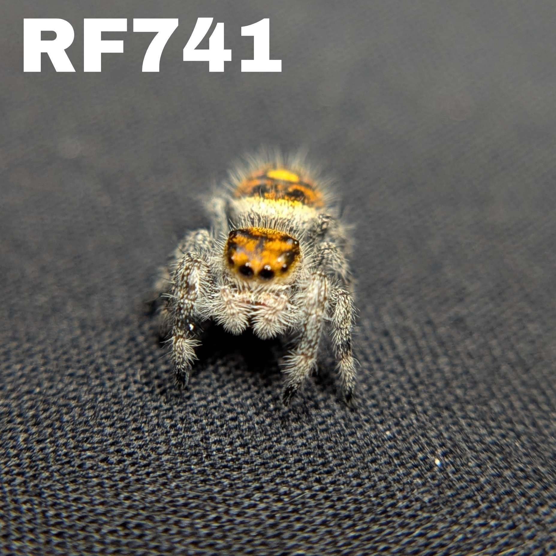 Regal Jumping Spider “Pineapple Express”