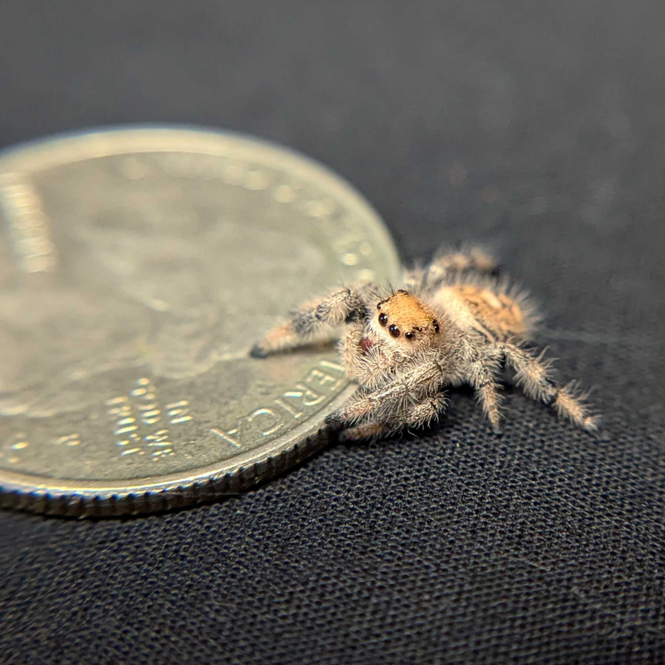 Regal Jumping Spider "Bunny"