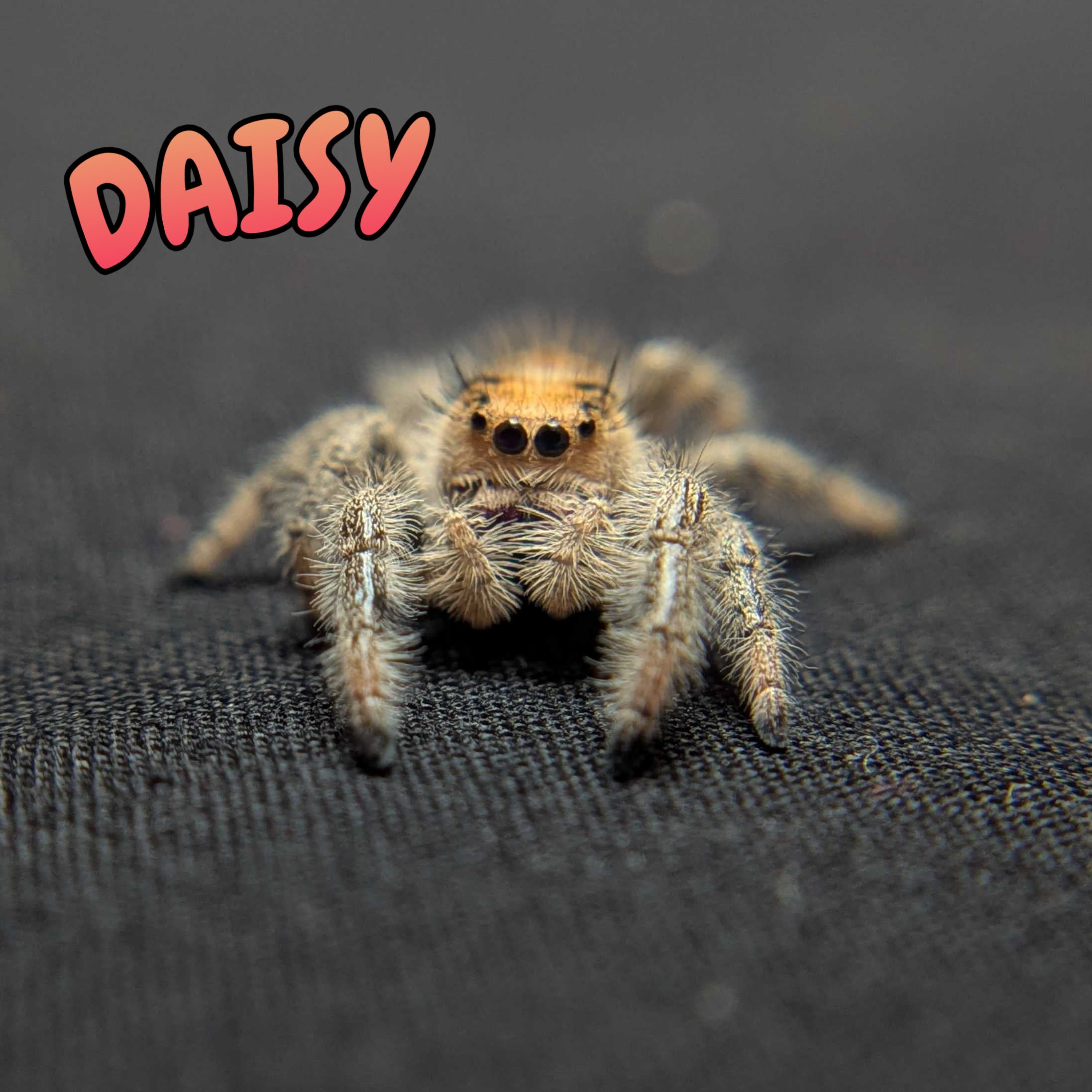 Regal Jumping Spider "Daisy"