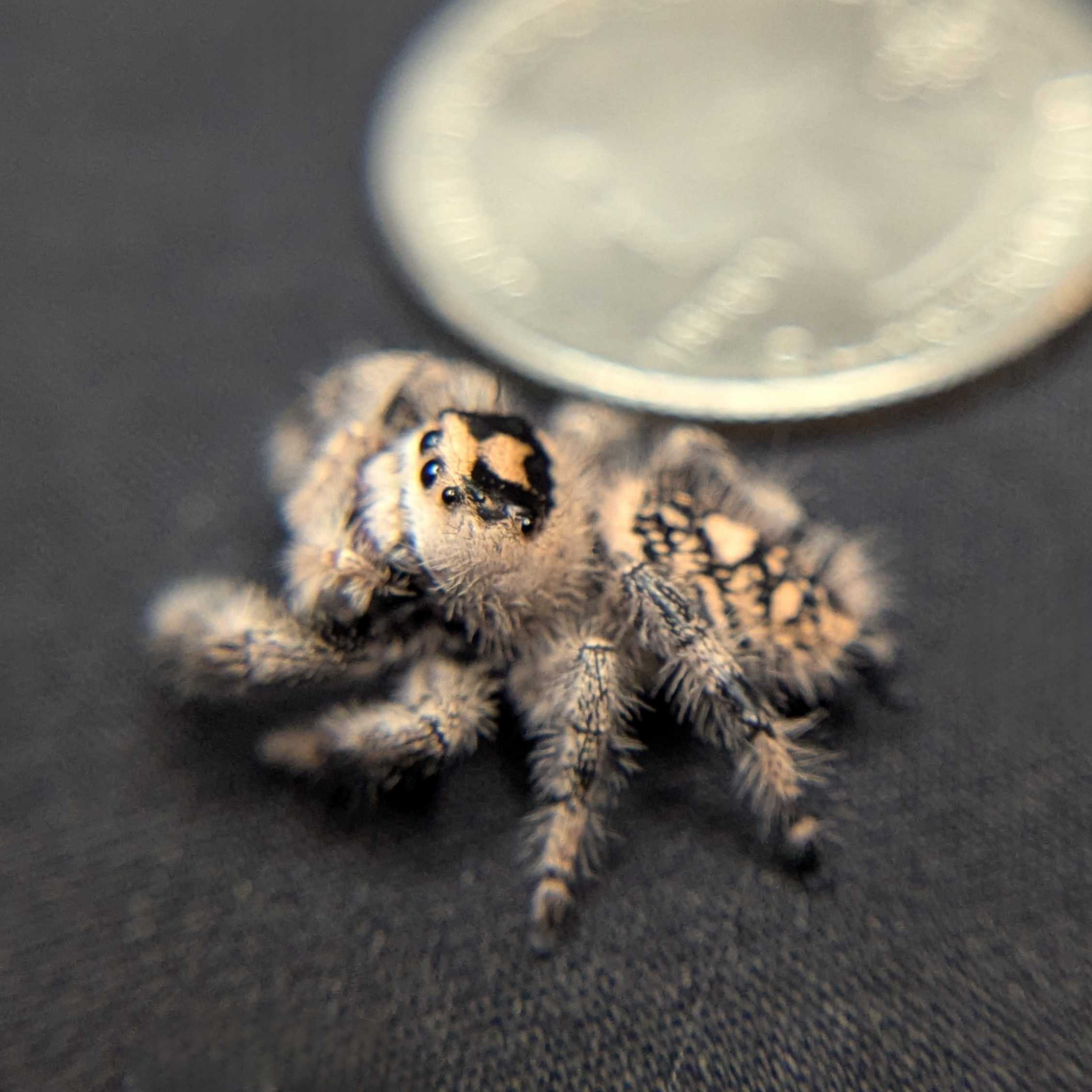 Regal Jumping Spider "Oatmeal"