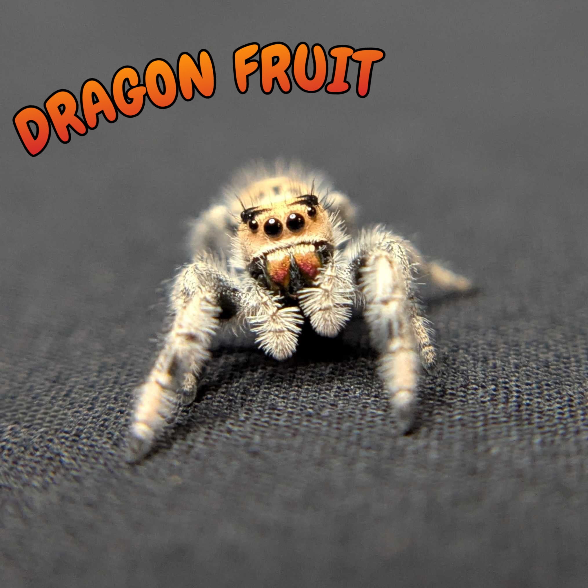 Regal Jumping Spider "Dragon Fruit"