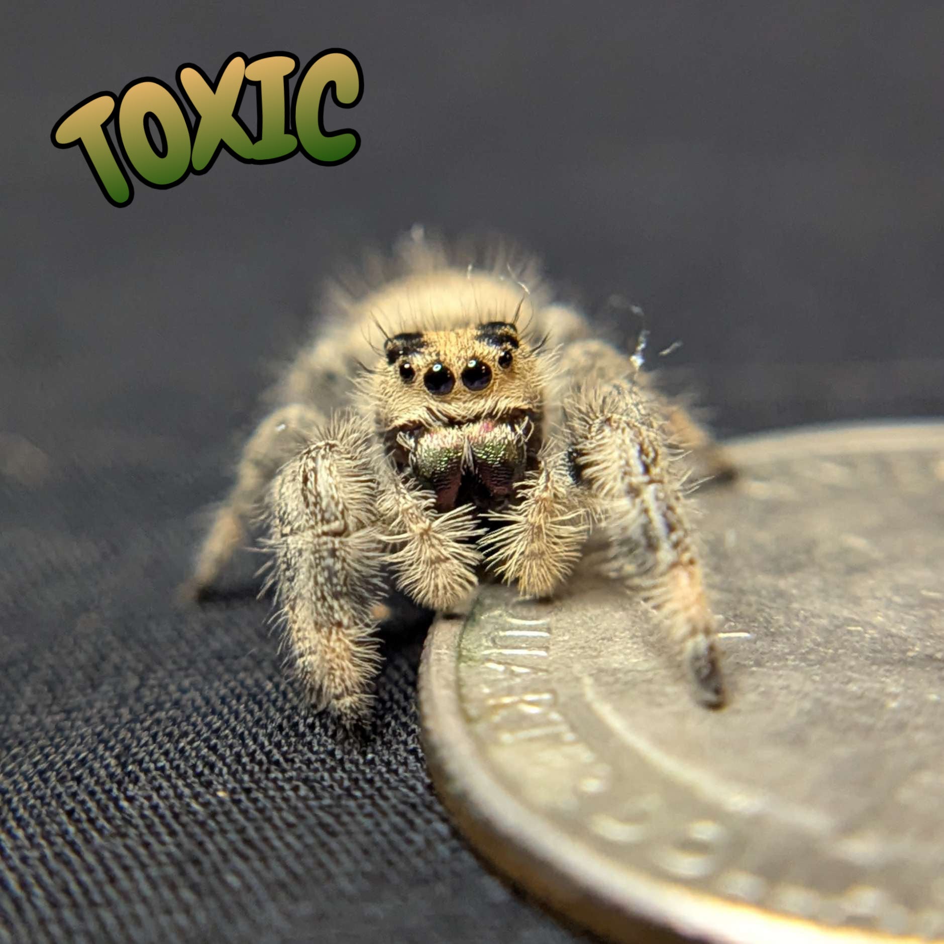 Regal Jumping Spider "Toxic"