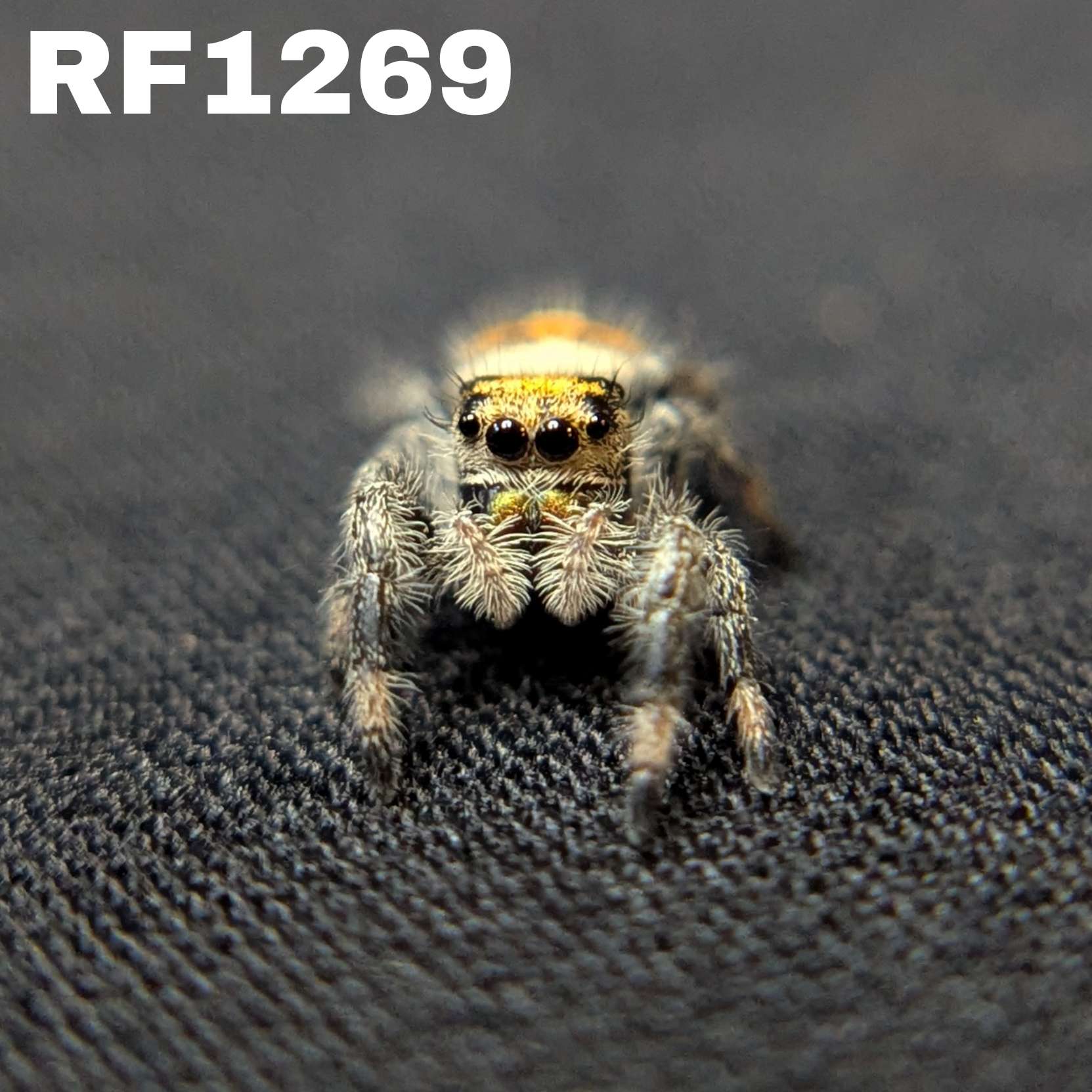 Regal Jumping Spider "Butter"