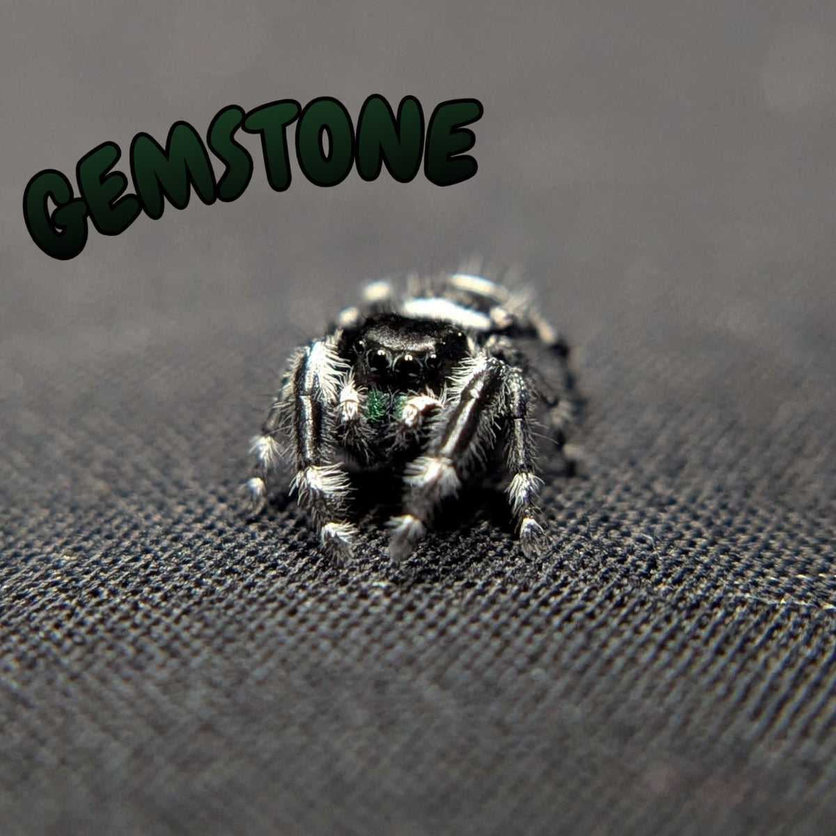 (Apalachicola Locale) Regal Jumping Spider "Gemstone"