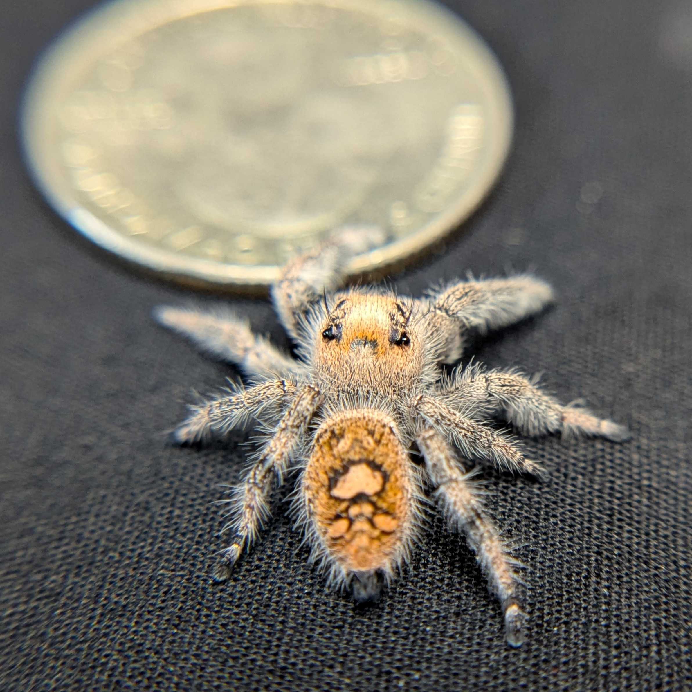 Regal Jumping Spider "Lavender"