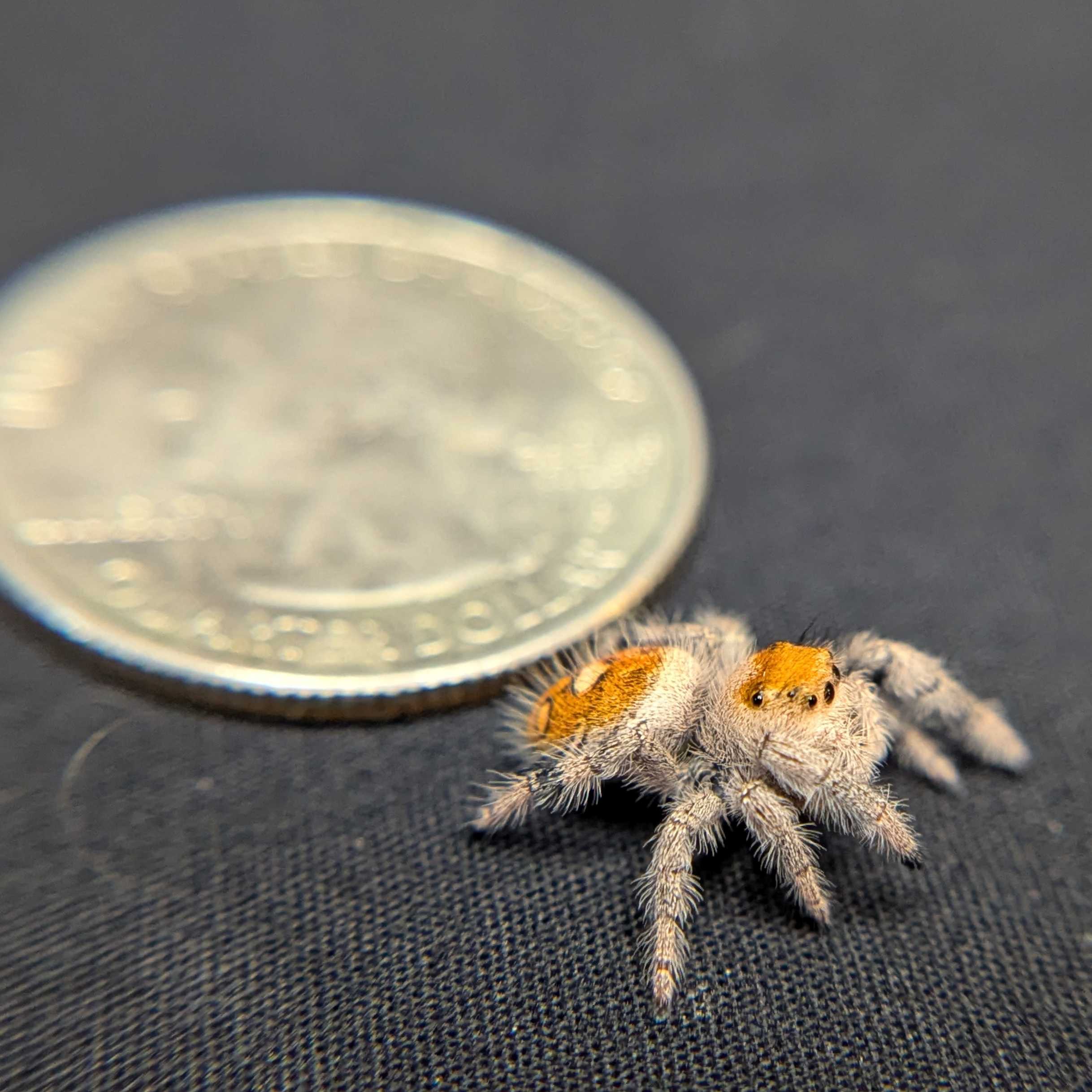 Regal Jumping Spider “Paprika”