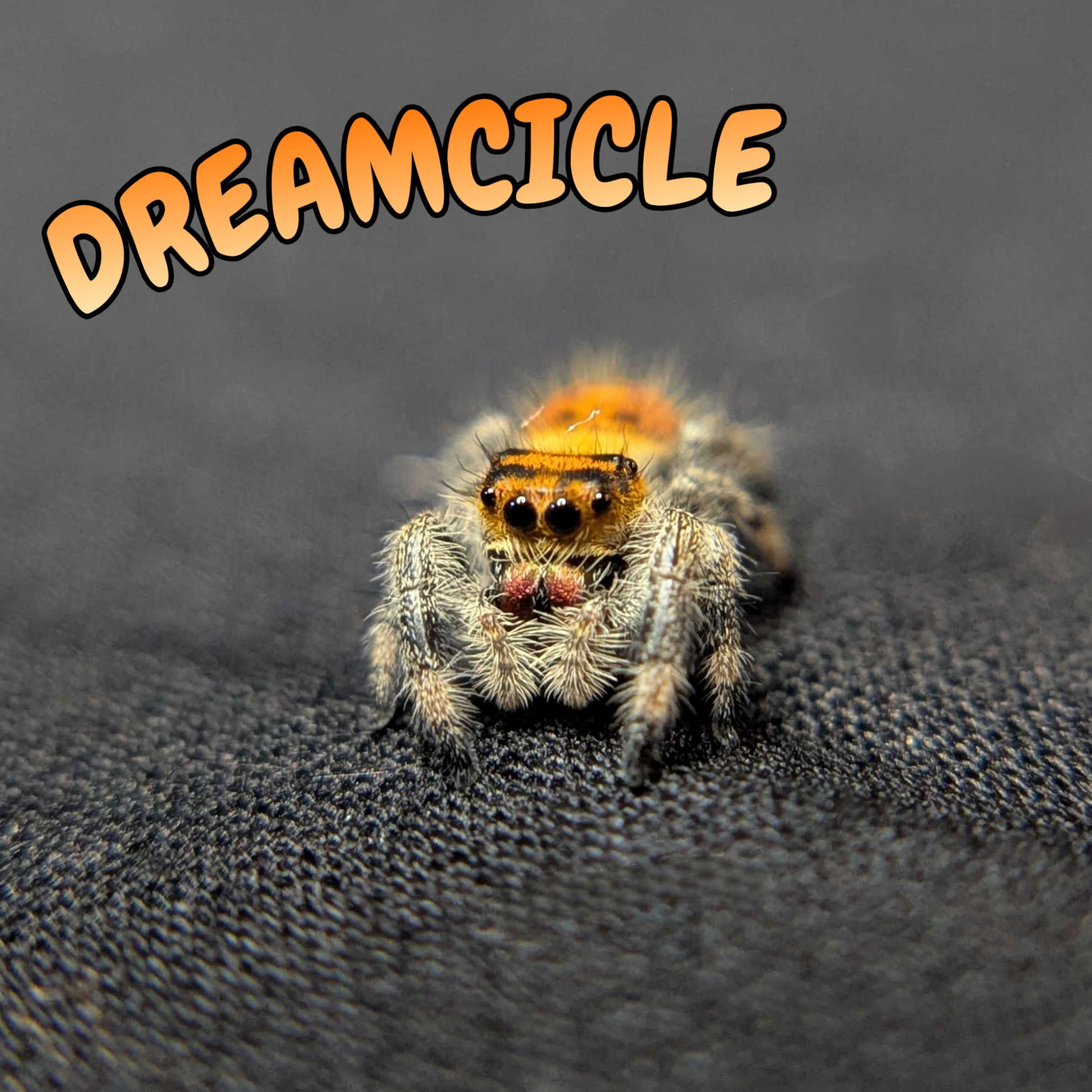Regal Jumping Spider "Dreamcicle"
