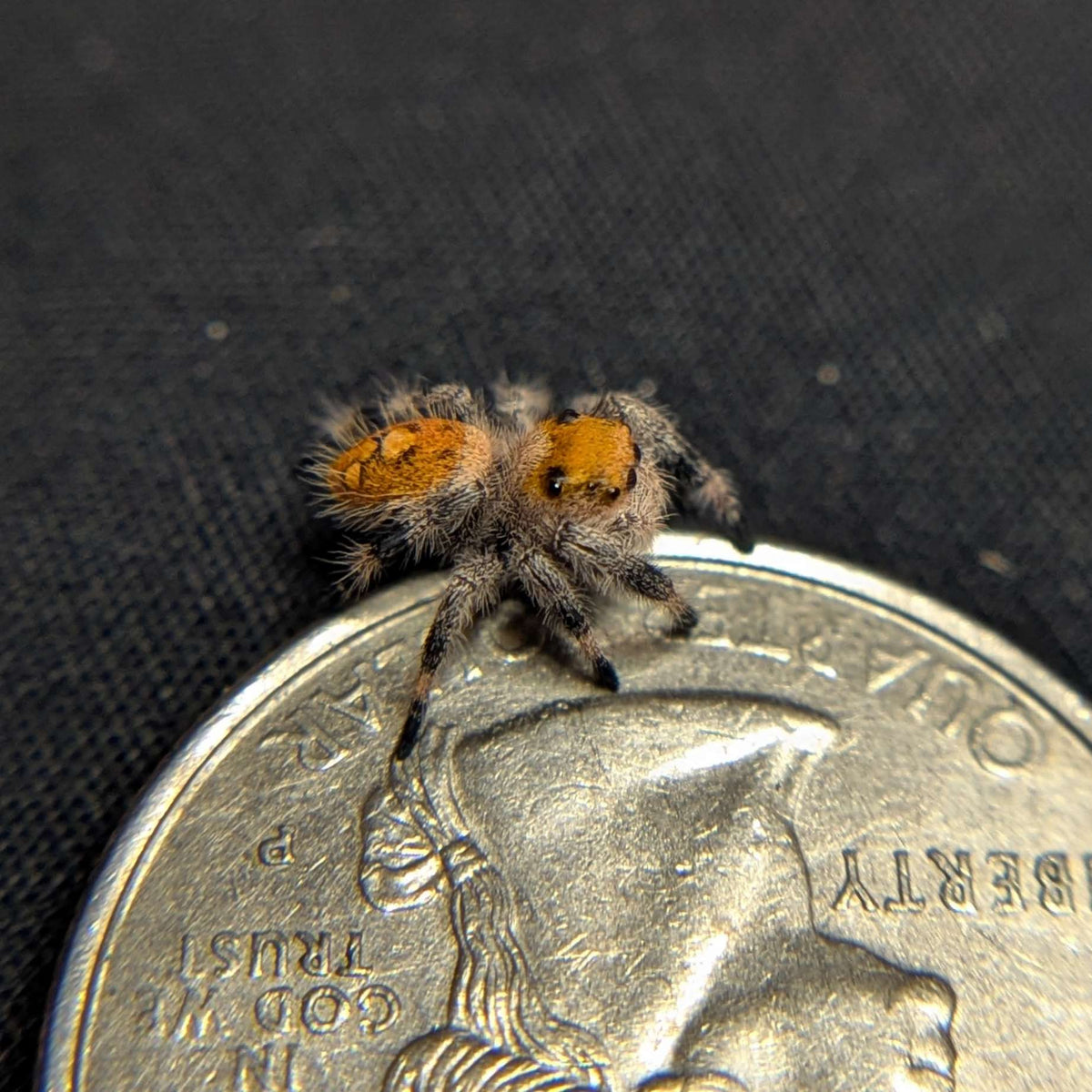 Regal Jumping Spider “Petal”