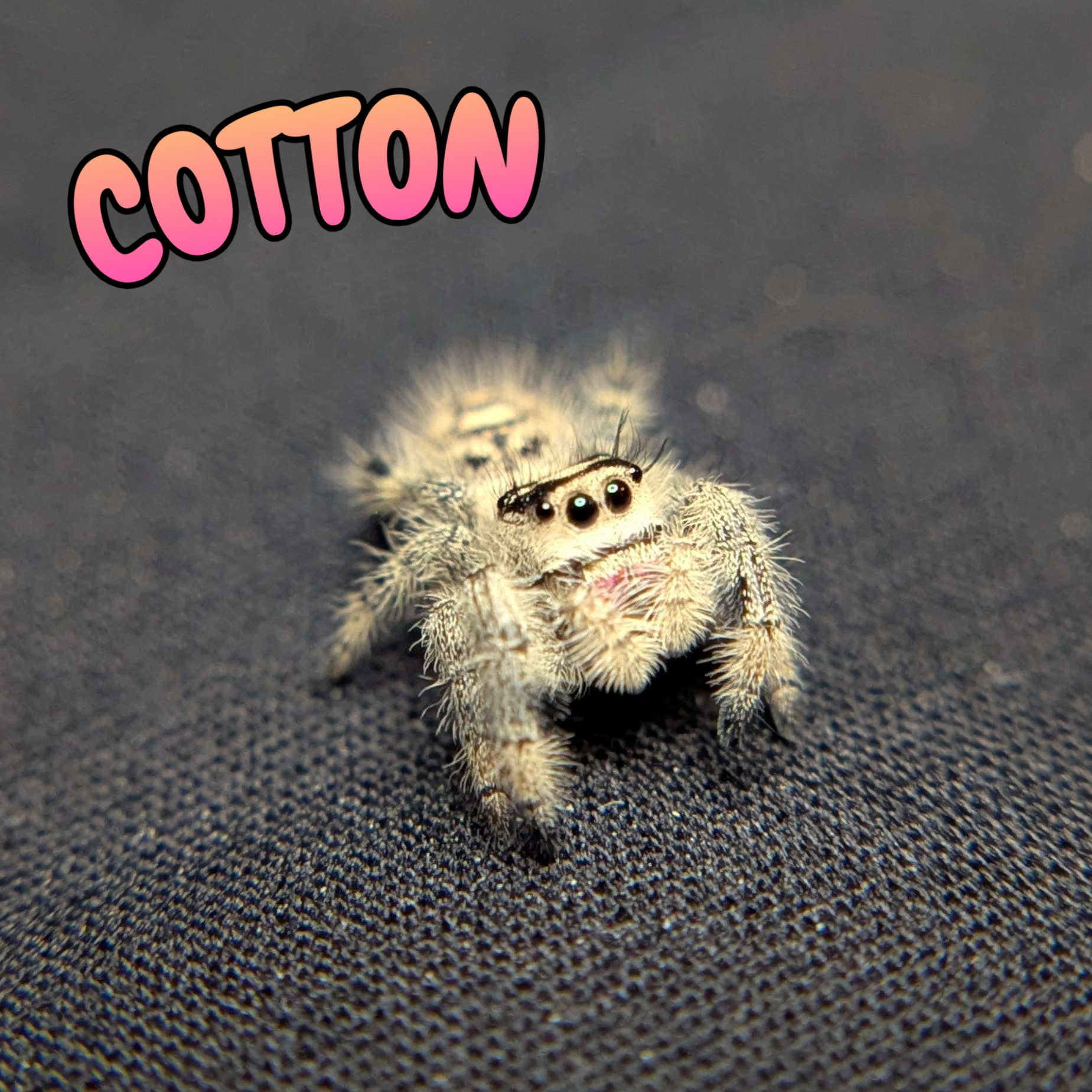Regal Jumping Spider "Cotton"