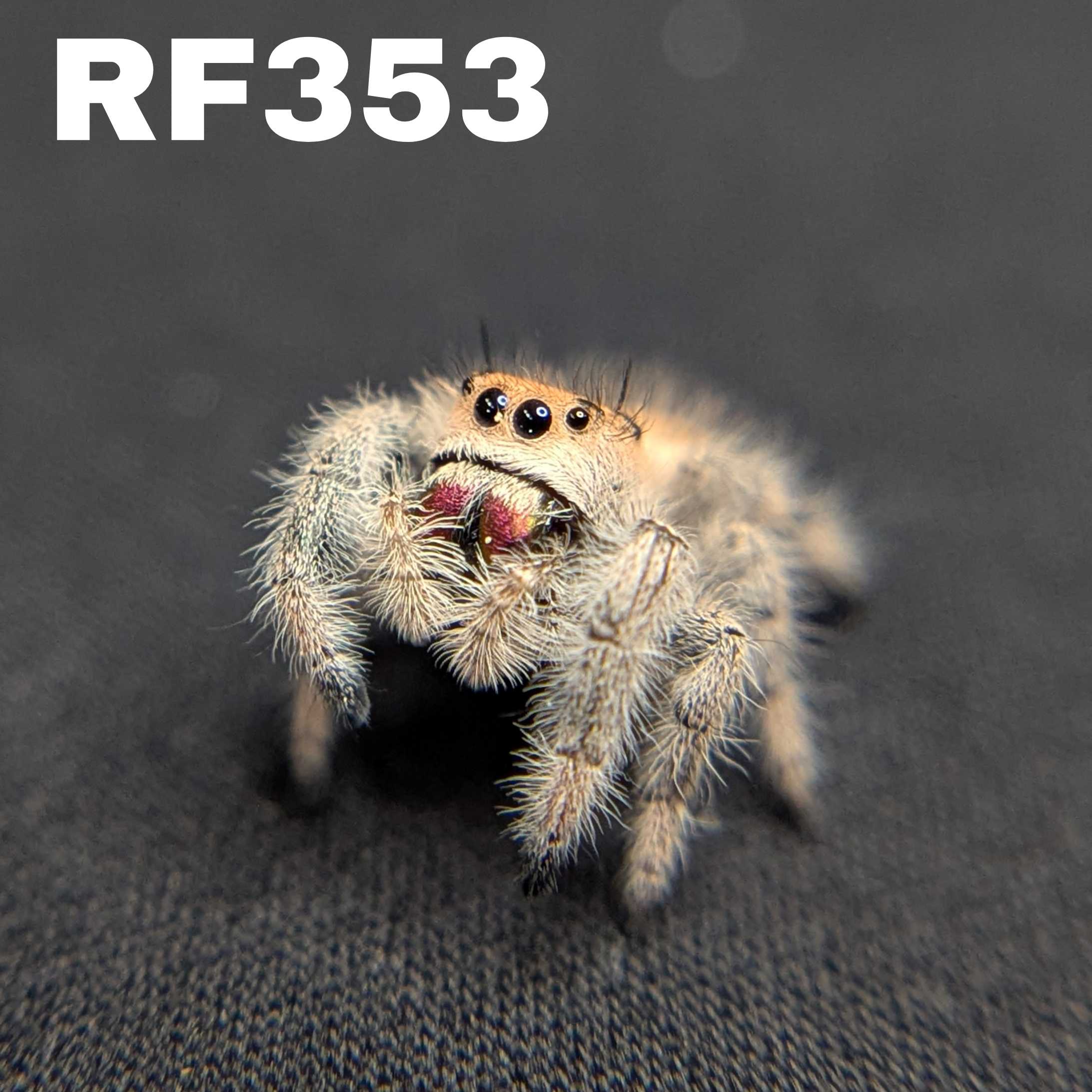 Regal Jumping Spider "Saffron"