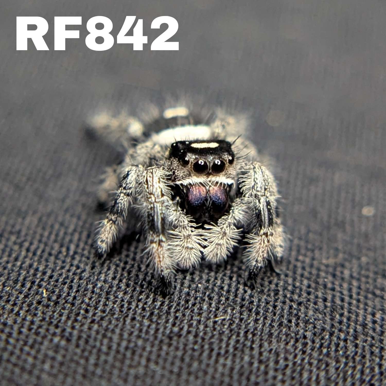 Regal Jumping Spider “Snowy”