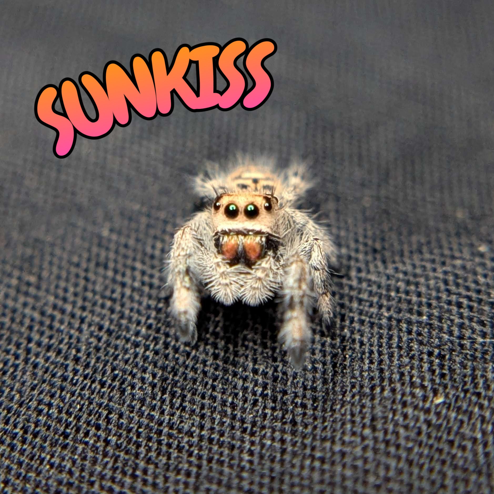 Regal Jumping Spider "Sunkiss"