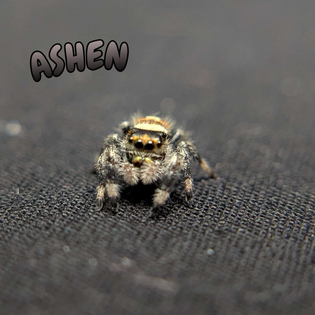 Regal Jumping Spider "Ashen"