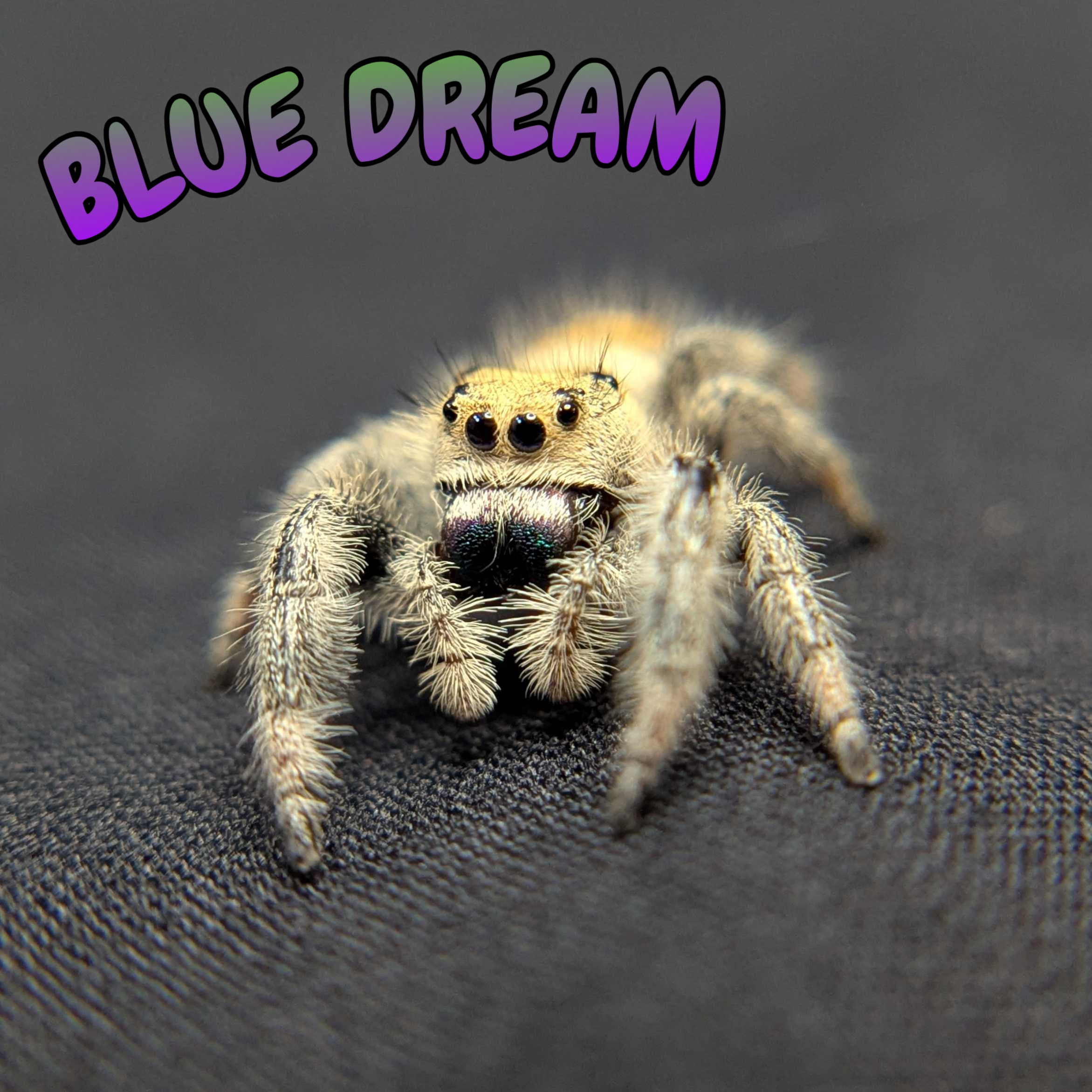 Regal Jumping Spider “Blue Dream”