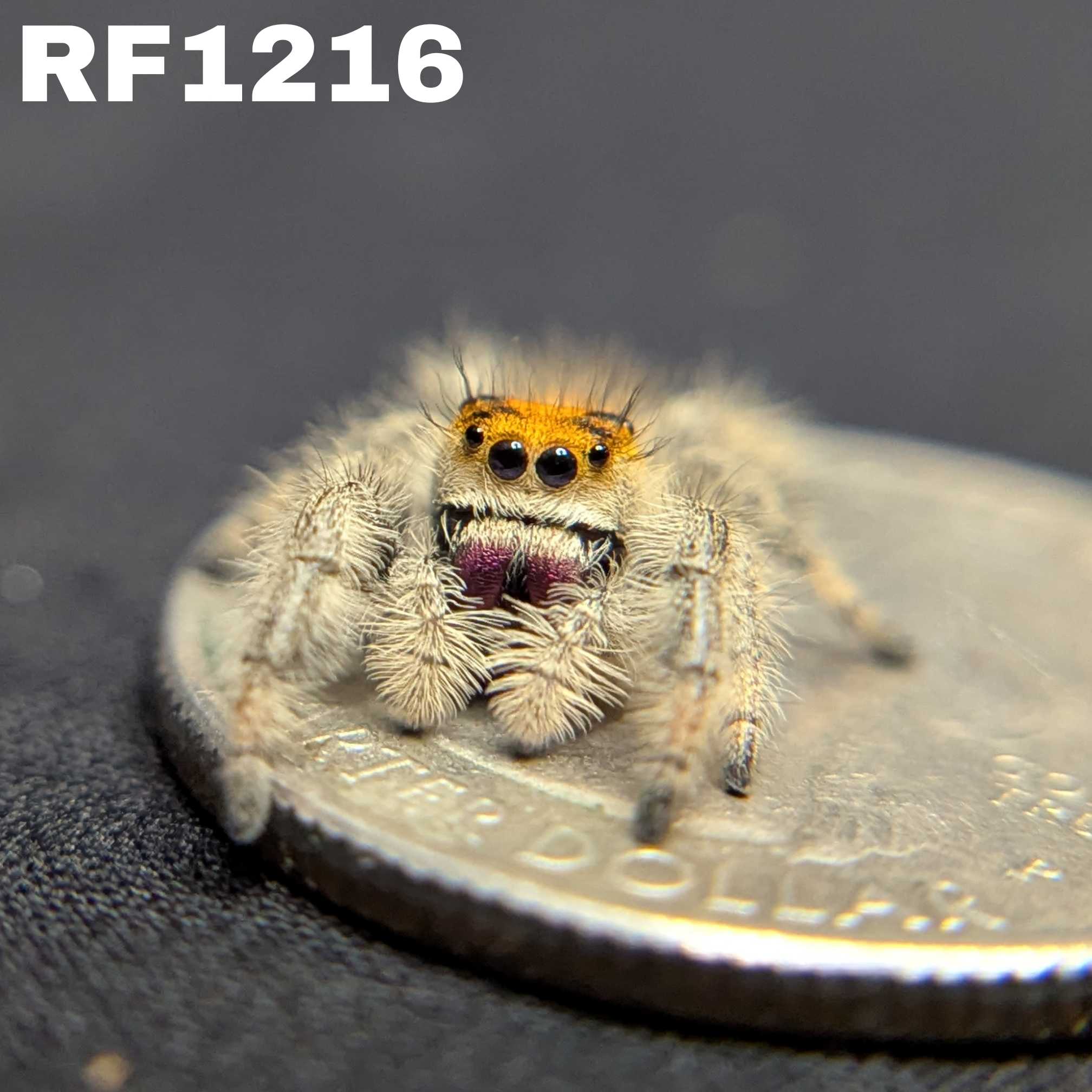 Regal Jumping Spider "Cherry Blossom"