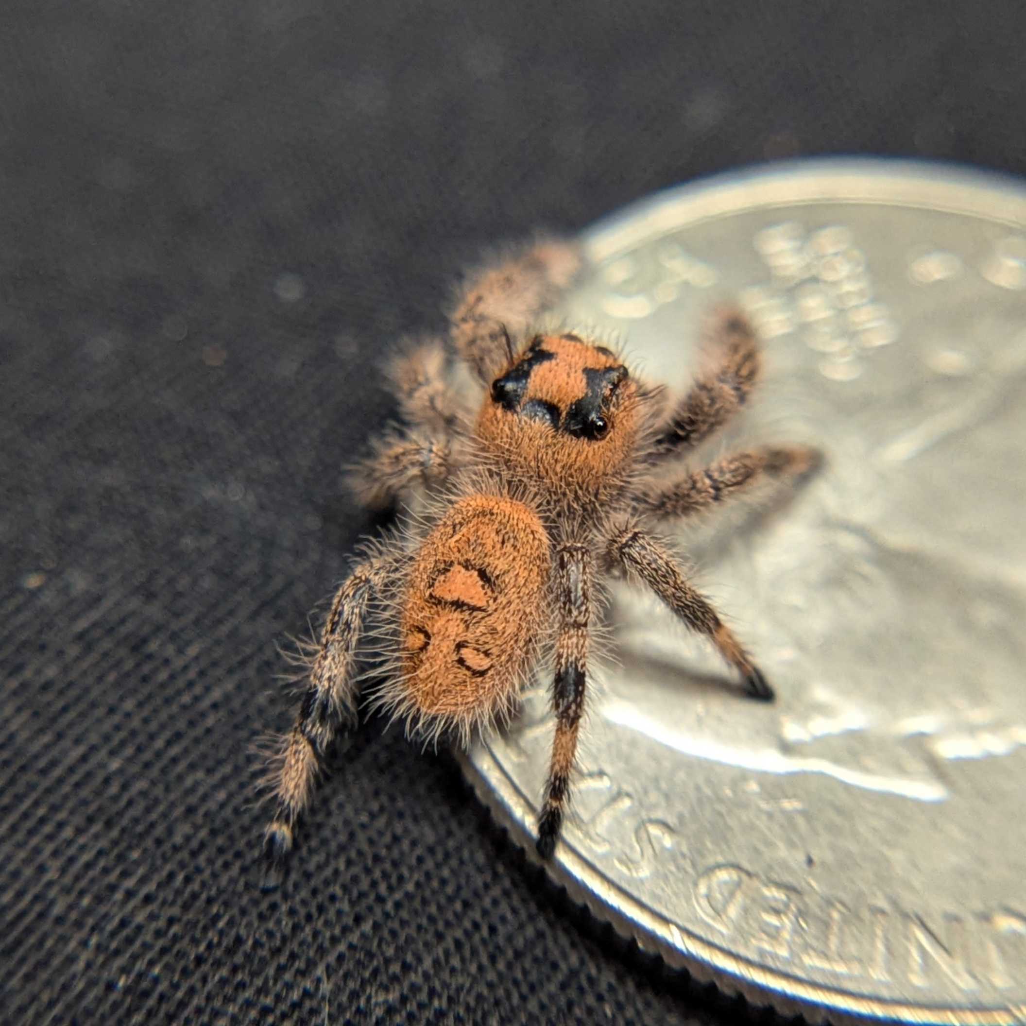 Regal Jumping Spider "Paradise"