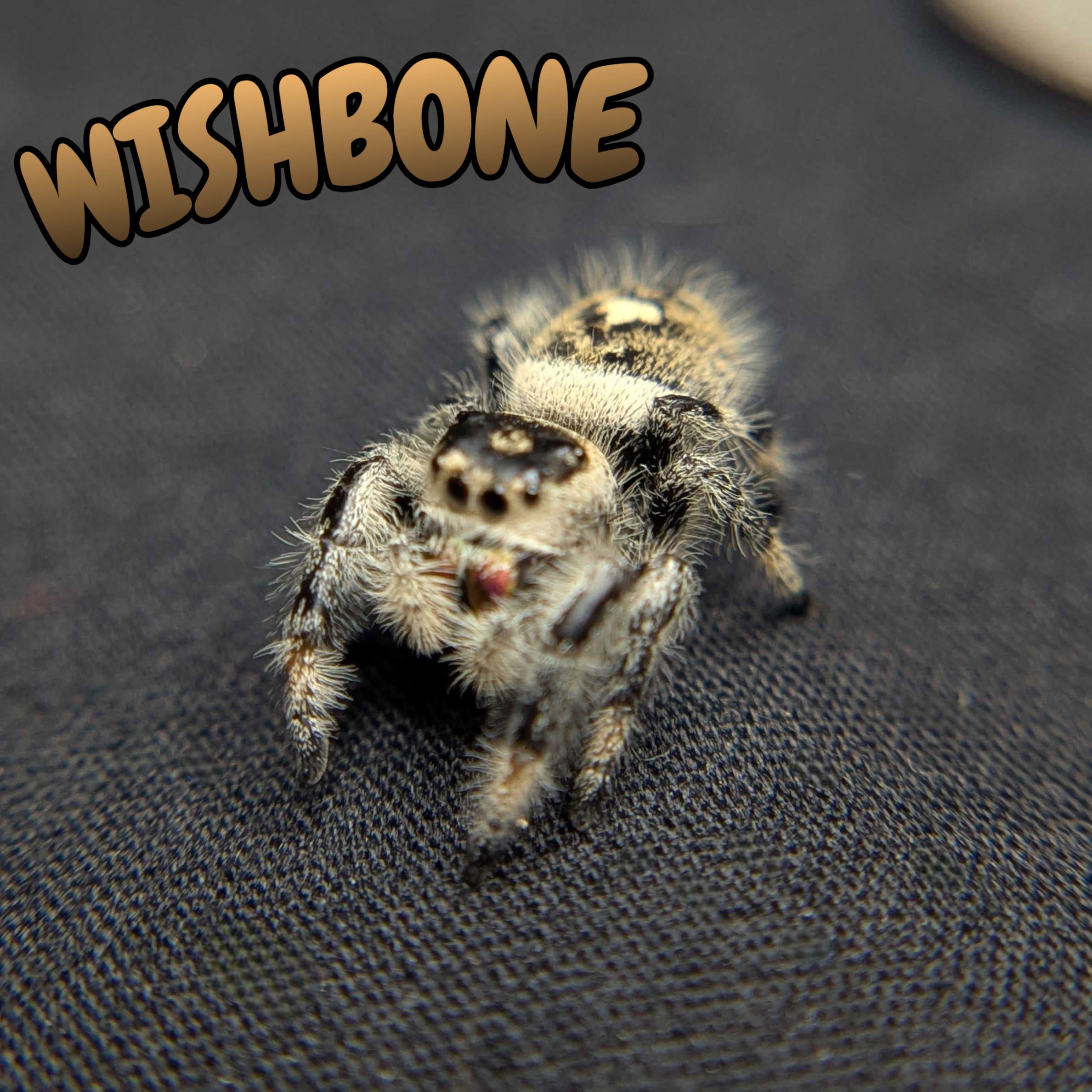 Regal Jumping Spider "Wishbone"